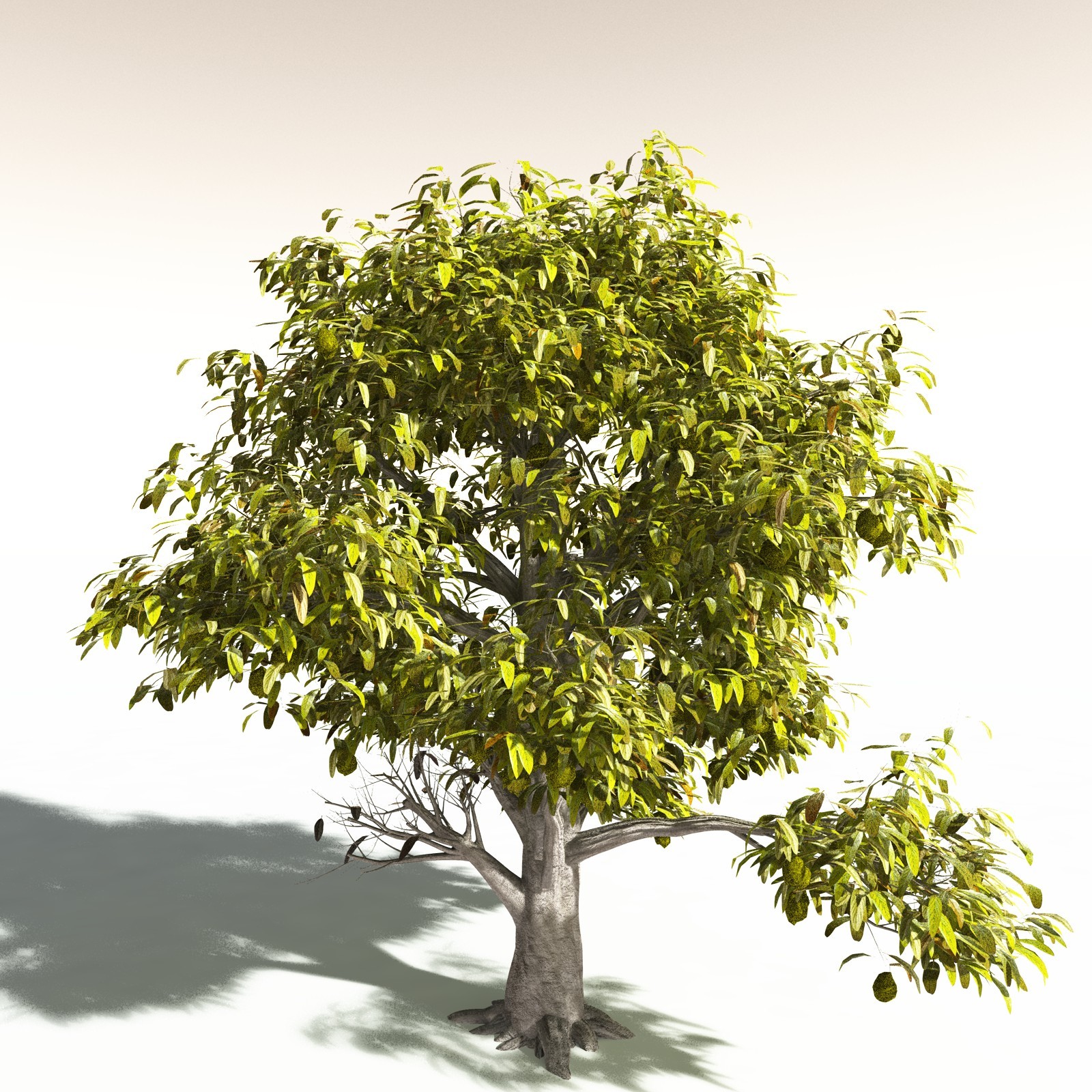 EVERYPlant Durian for Daz by N/A