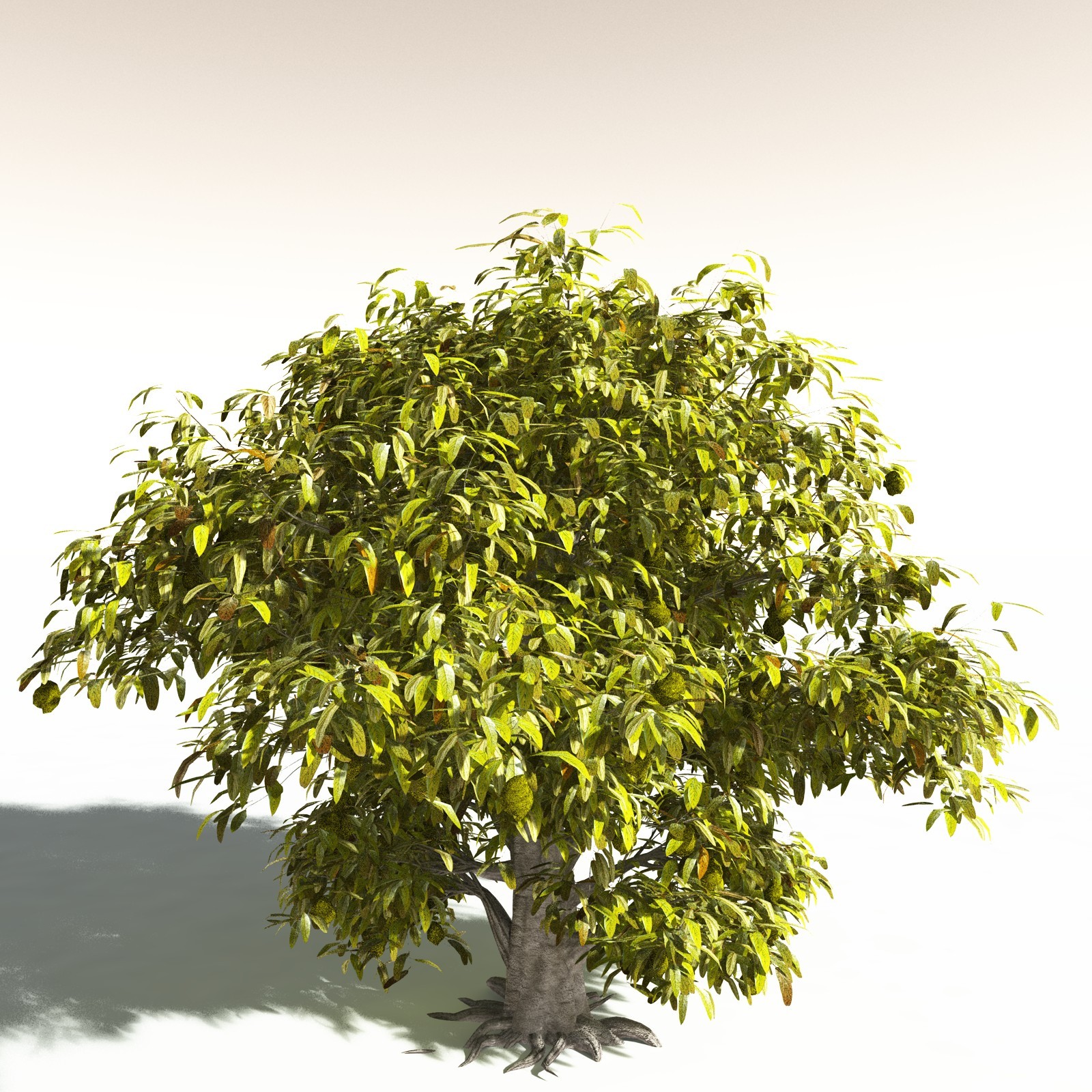 EVERYPlant Durian for Daz by N/A