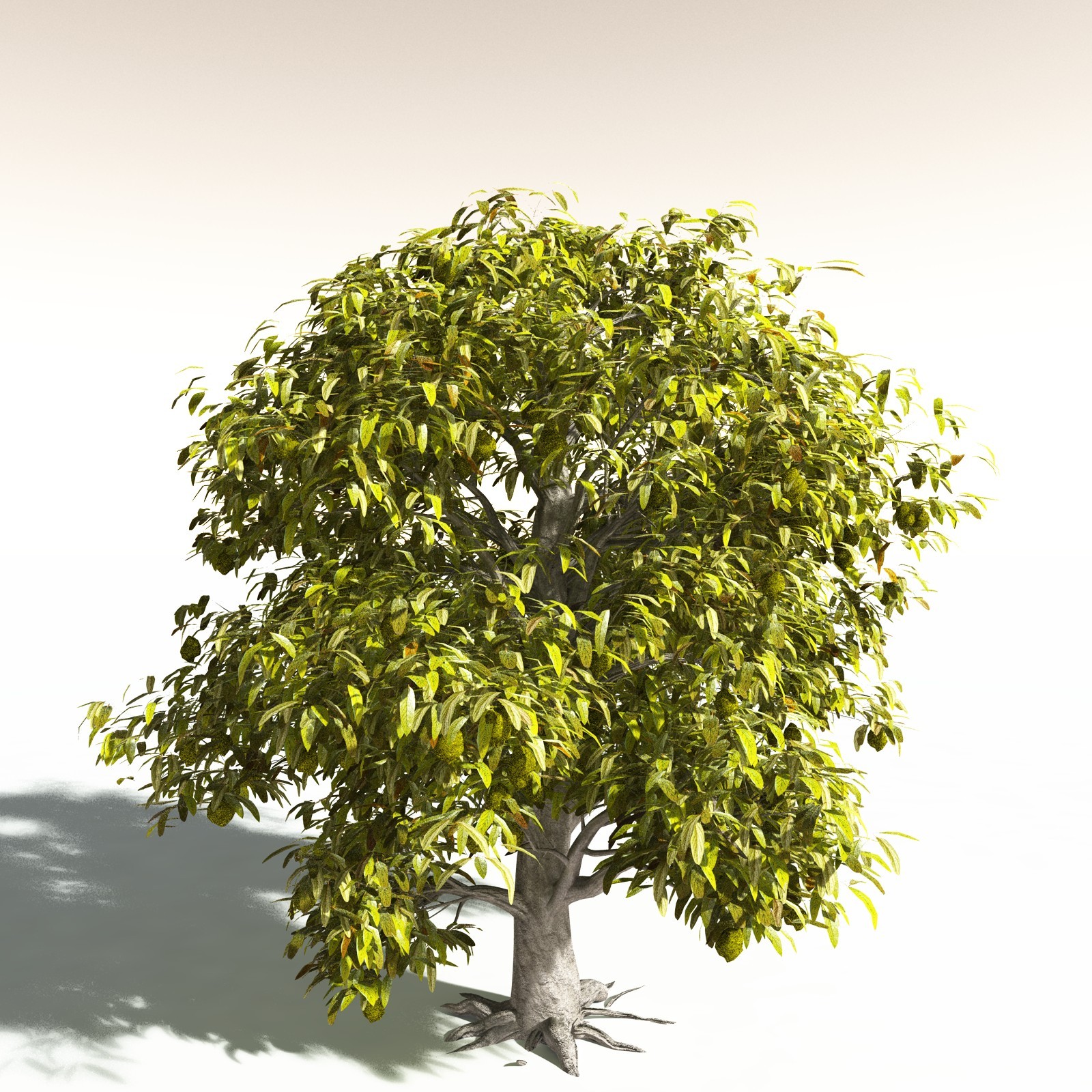 EVERYPlant Durian for Daz by N/A