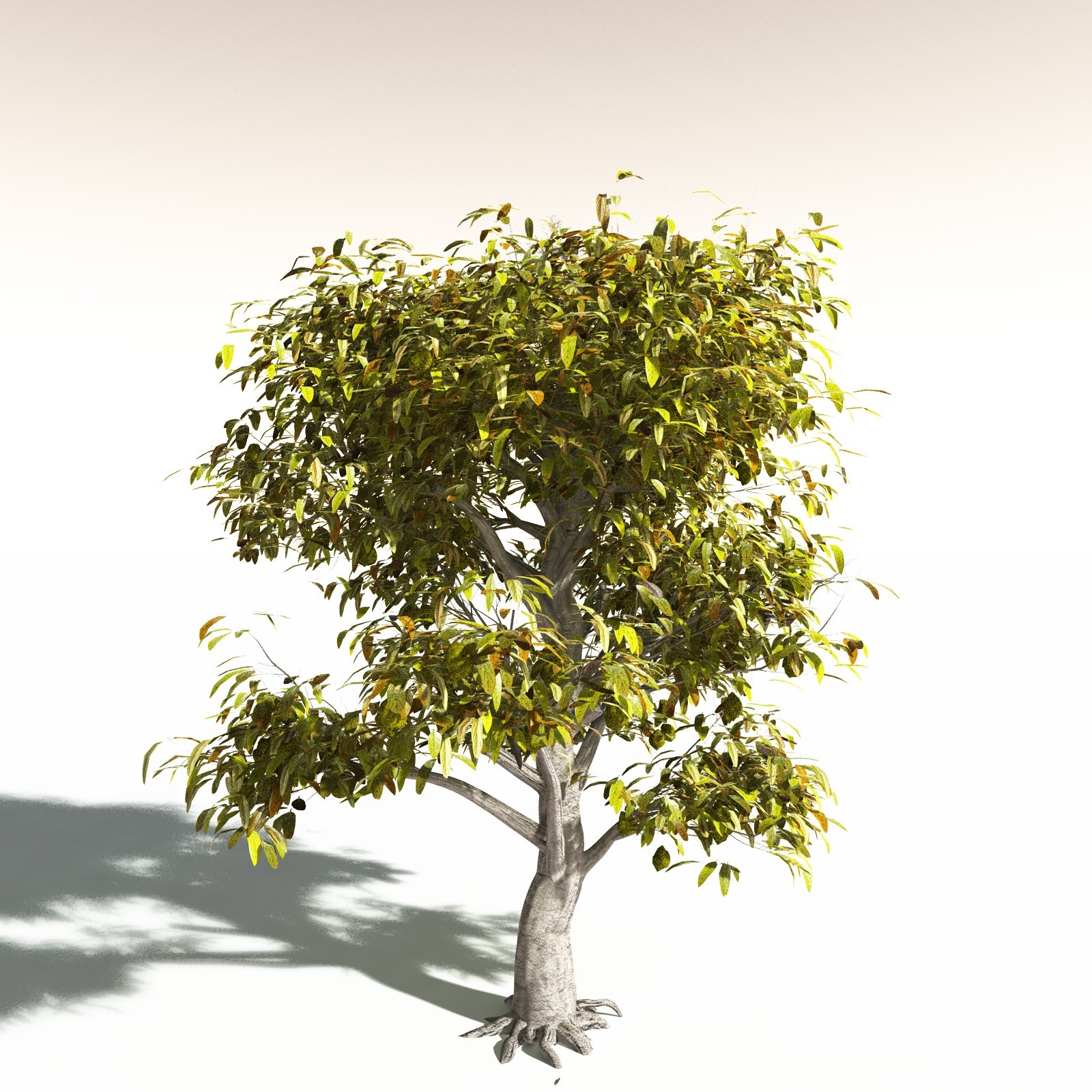 EVERYPlant Durian for Daz by N/A