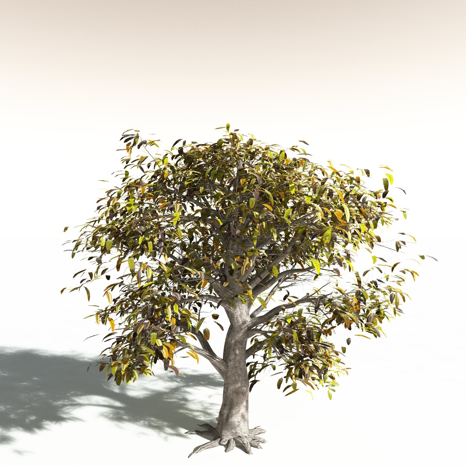 EVERYPlant Durian for Daz by N/A