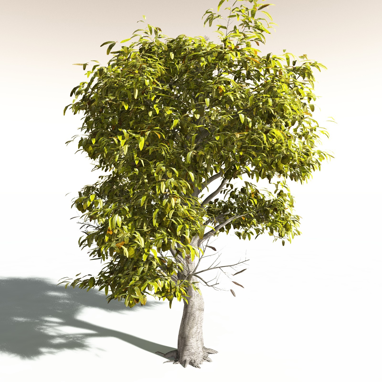 EVERYPlant Durian for Daz by N/A