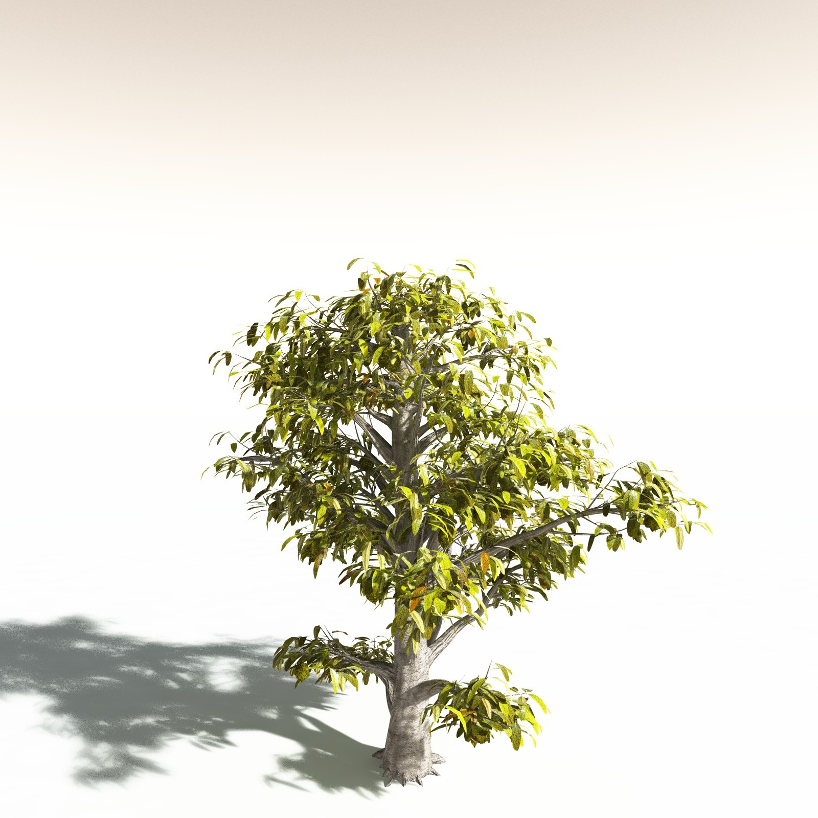 EVERYPlant Durian for Daz by N/A