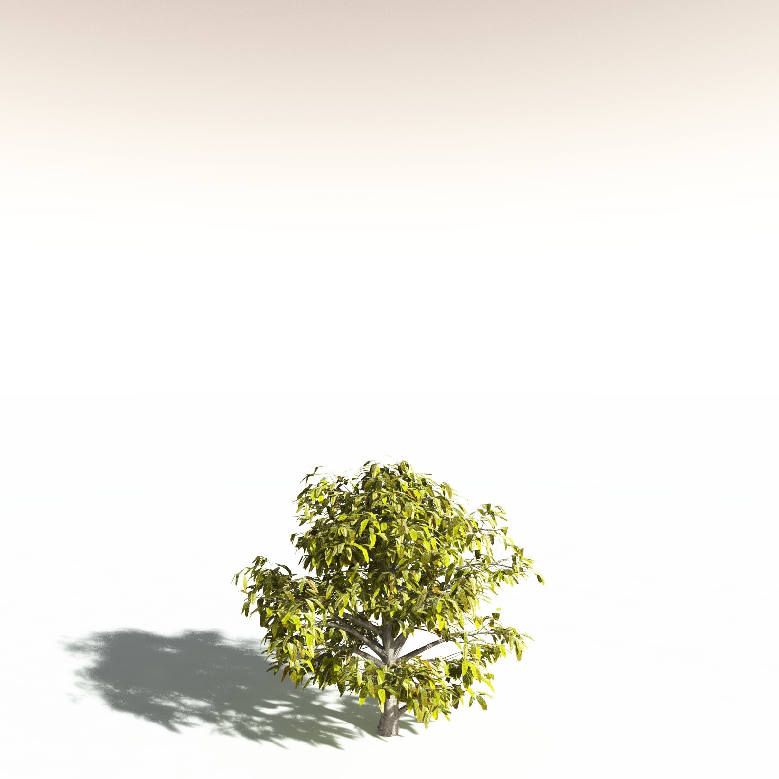 EVERYPlant Durian for Daz by N/A