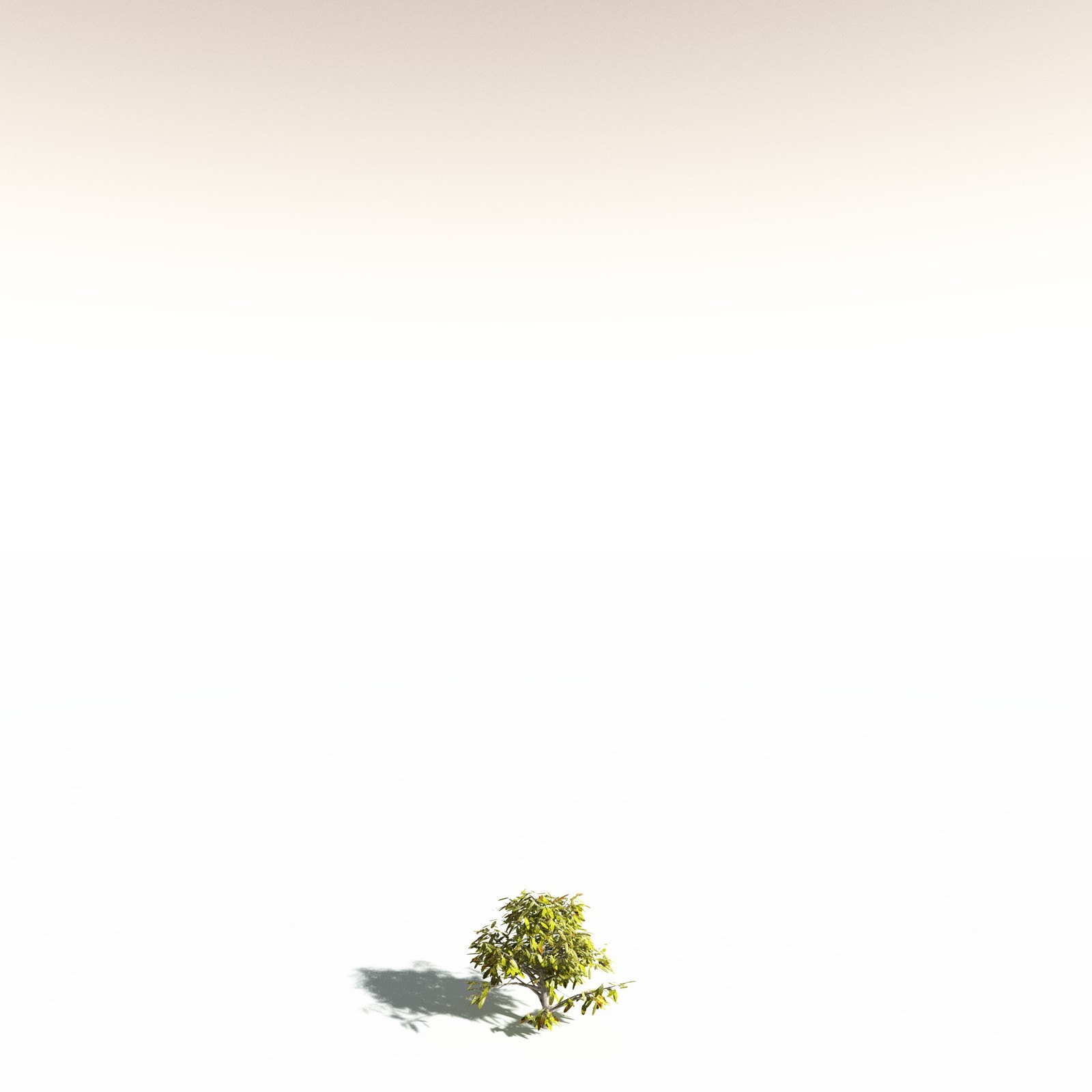 EVERYPlant Durian for Daz by N/A