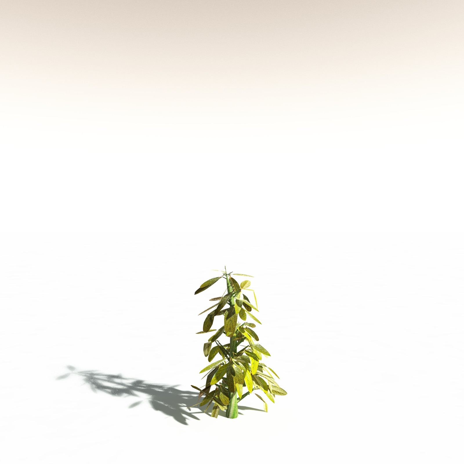 EVERYPlant Durian for Daz by N/A