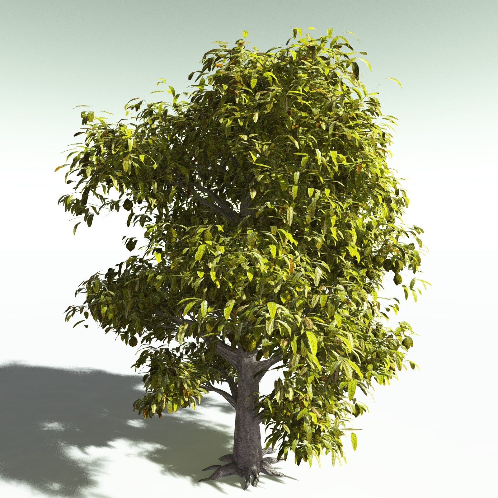 EVERYPlant Durian for Poser by N/A