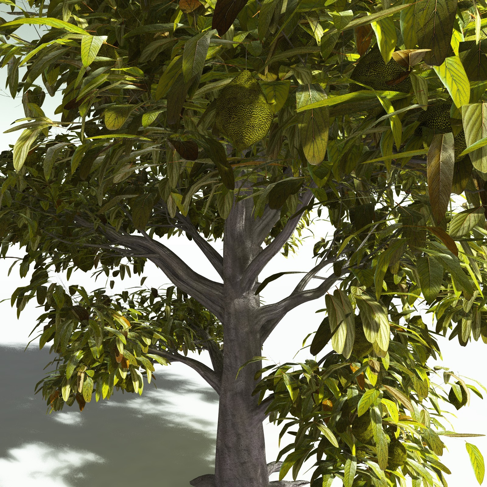 EVERYPlant Durian for Poser by N/A