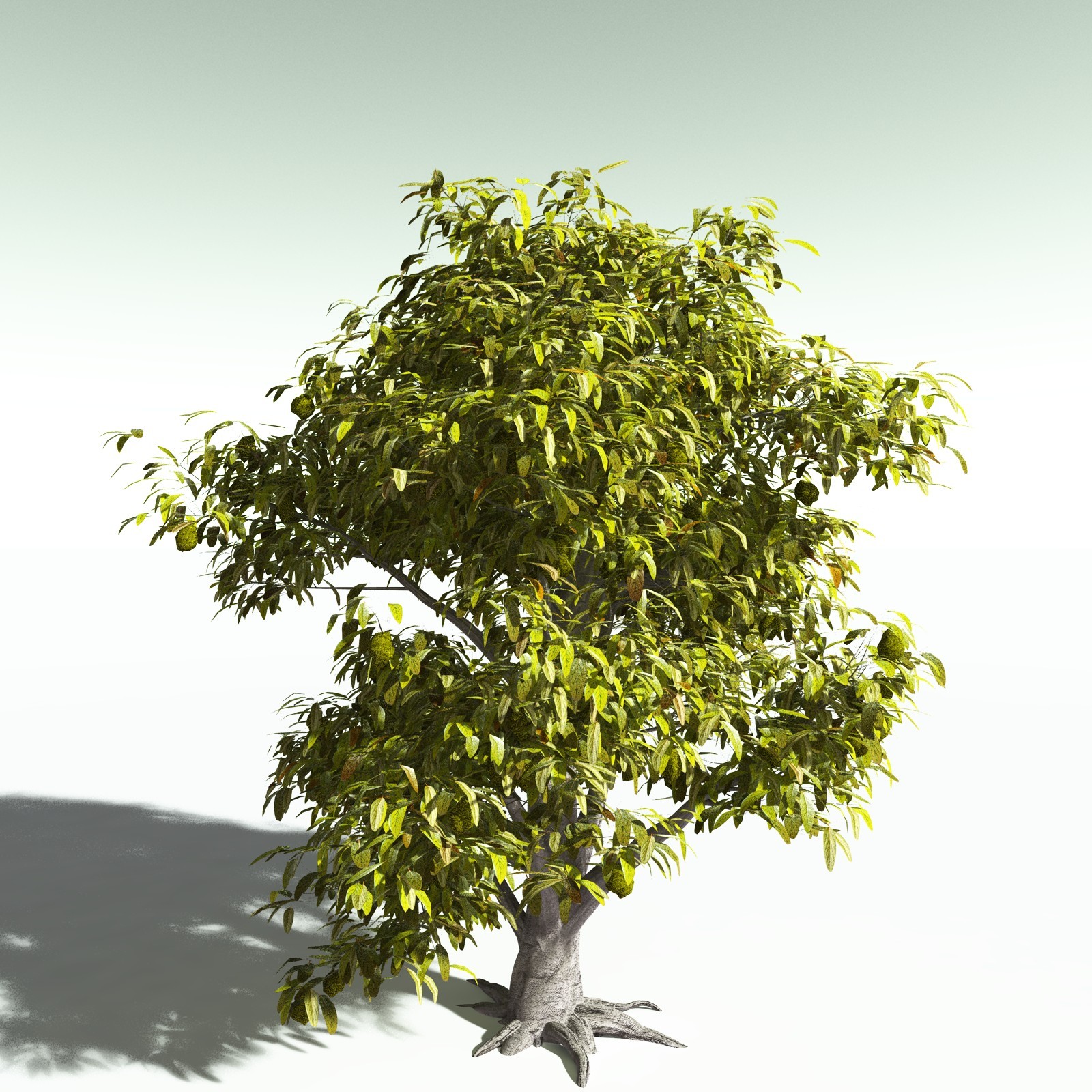 EVERYPlant Durian for Poser by N/A