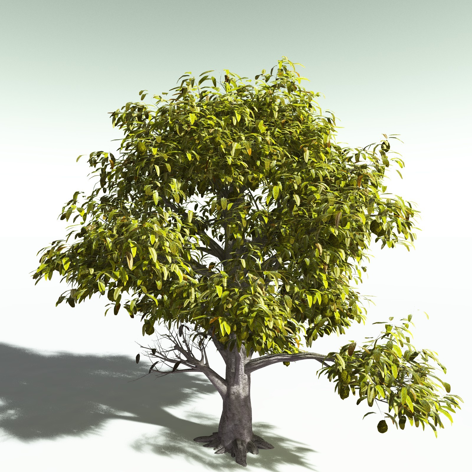 EVERYPlant Durian for Poser by N/A