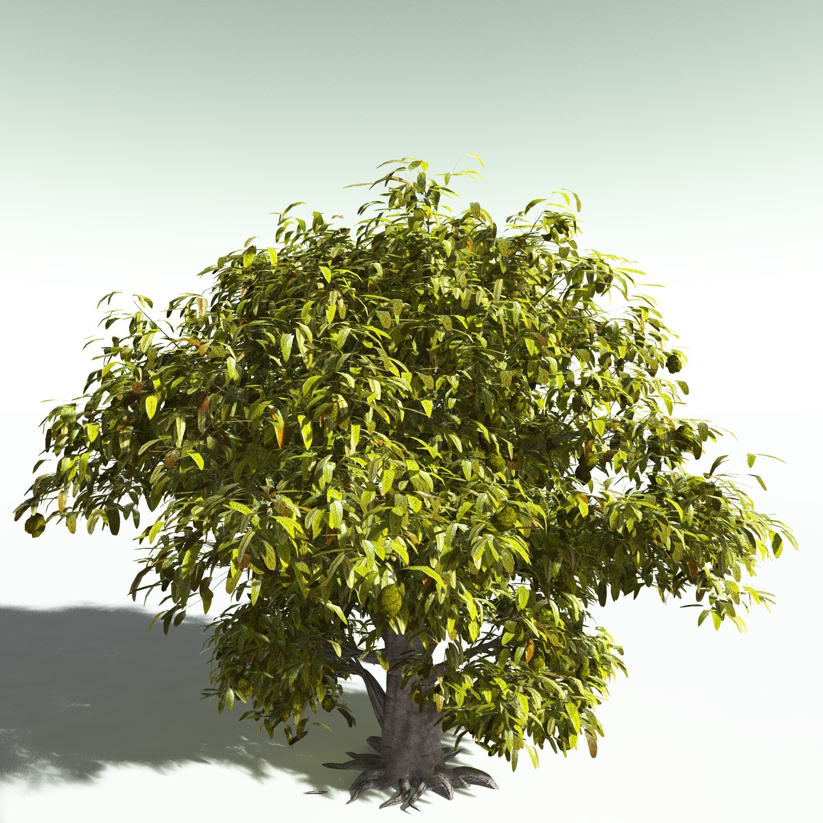 EVERYPlant Durian for Poser by N/A