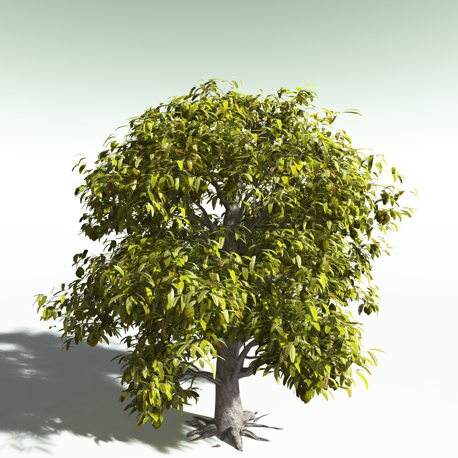 EVERYPlant Durian for Poser by N/A