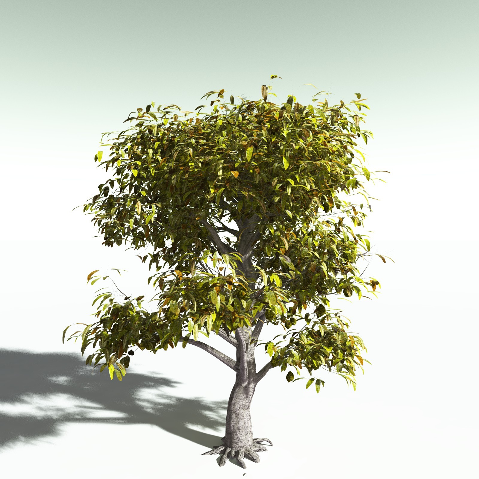 EVERYPlant Durian for Poser by N/A