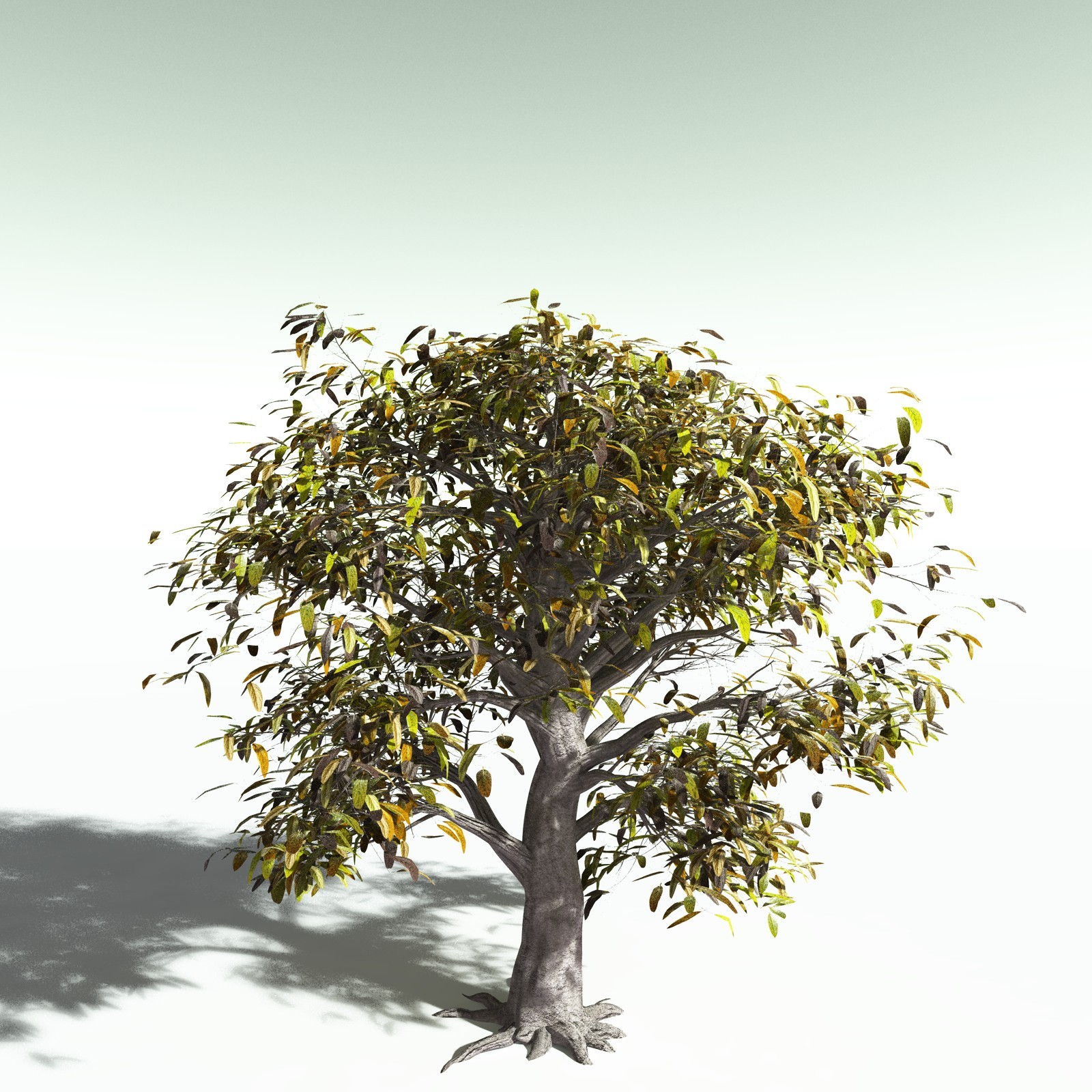 EVERYPlant Durian for Poser by N/A