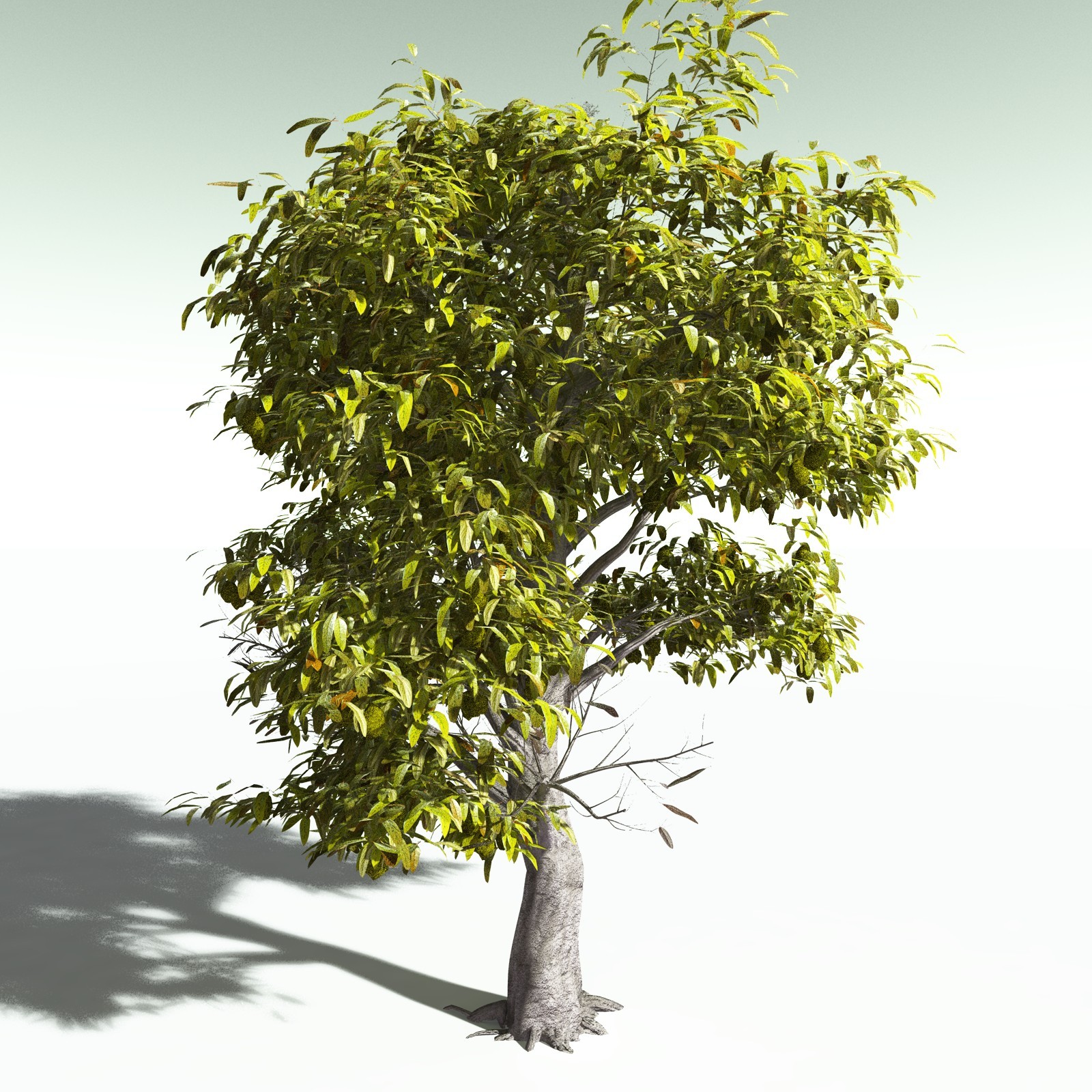 EVERYPlant Durian for Poser by N/A
