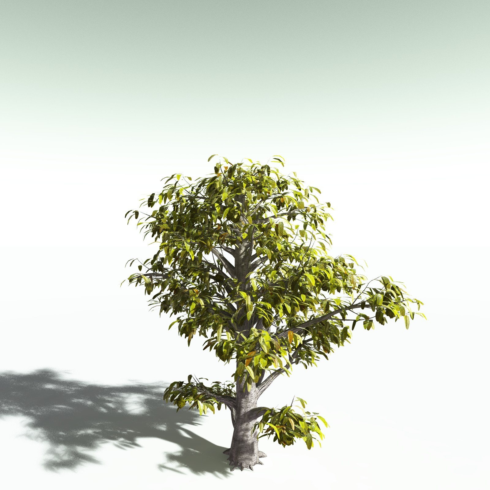 EVERYPlant Durian for Poser by N/A