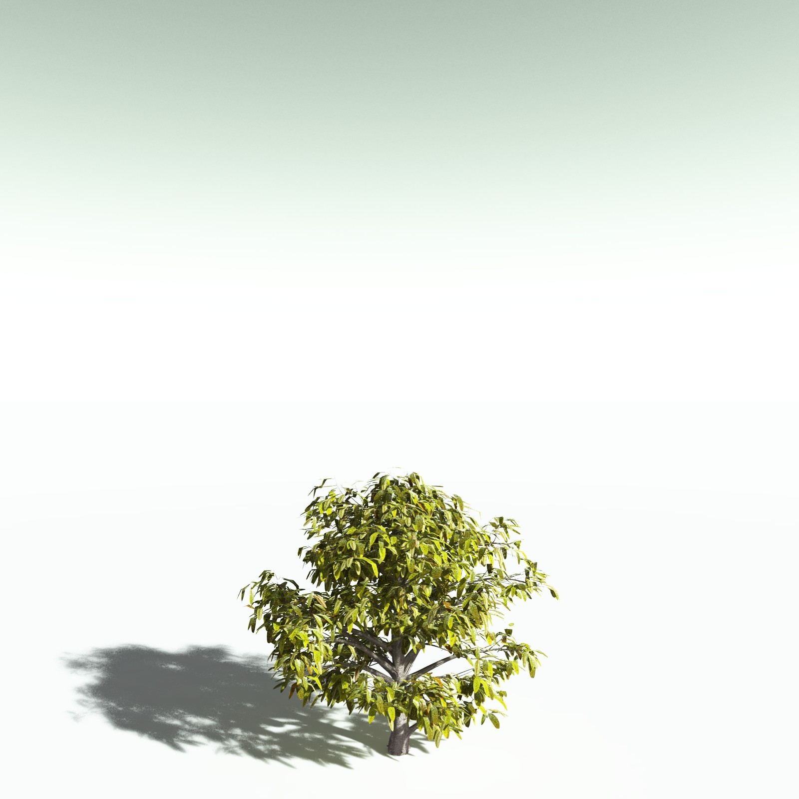 EVERYPlant Durian for Poser by N/A