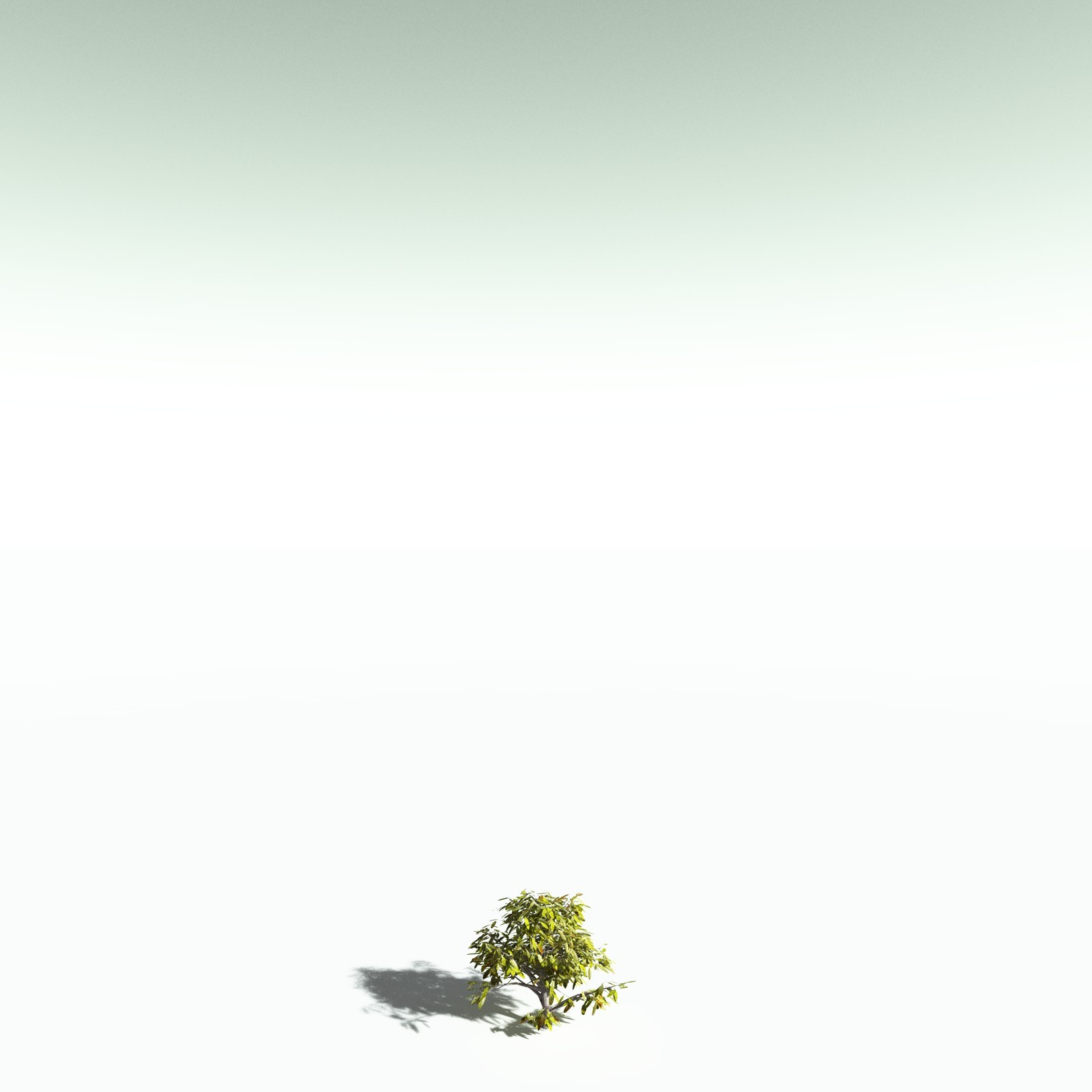 EVERYPlant Durian for Poser by N/A