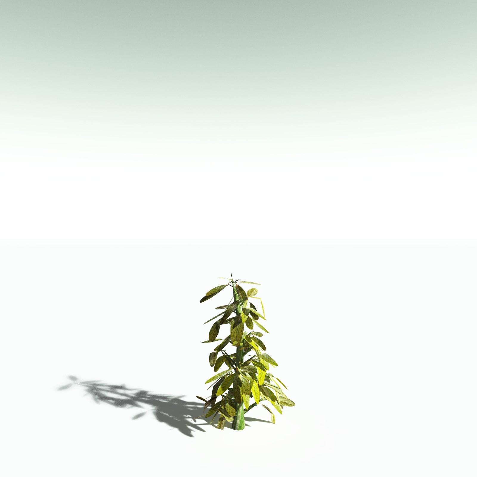 EVERYPlant Durian for Poser by N/A