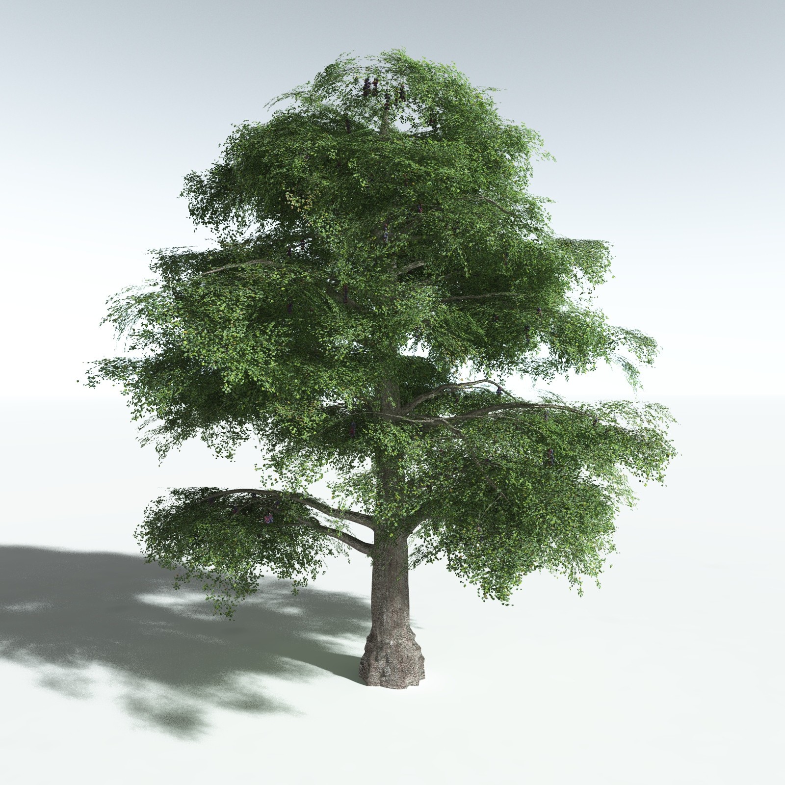 EVERYPlant Malabar Plum for Vue by N/A