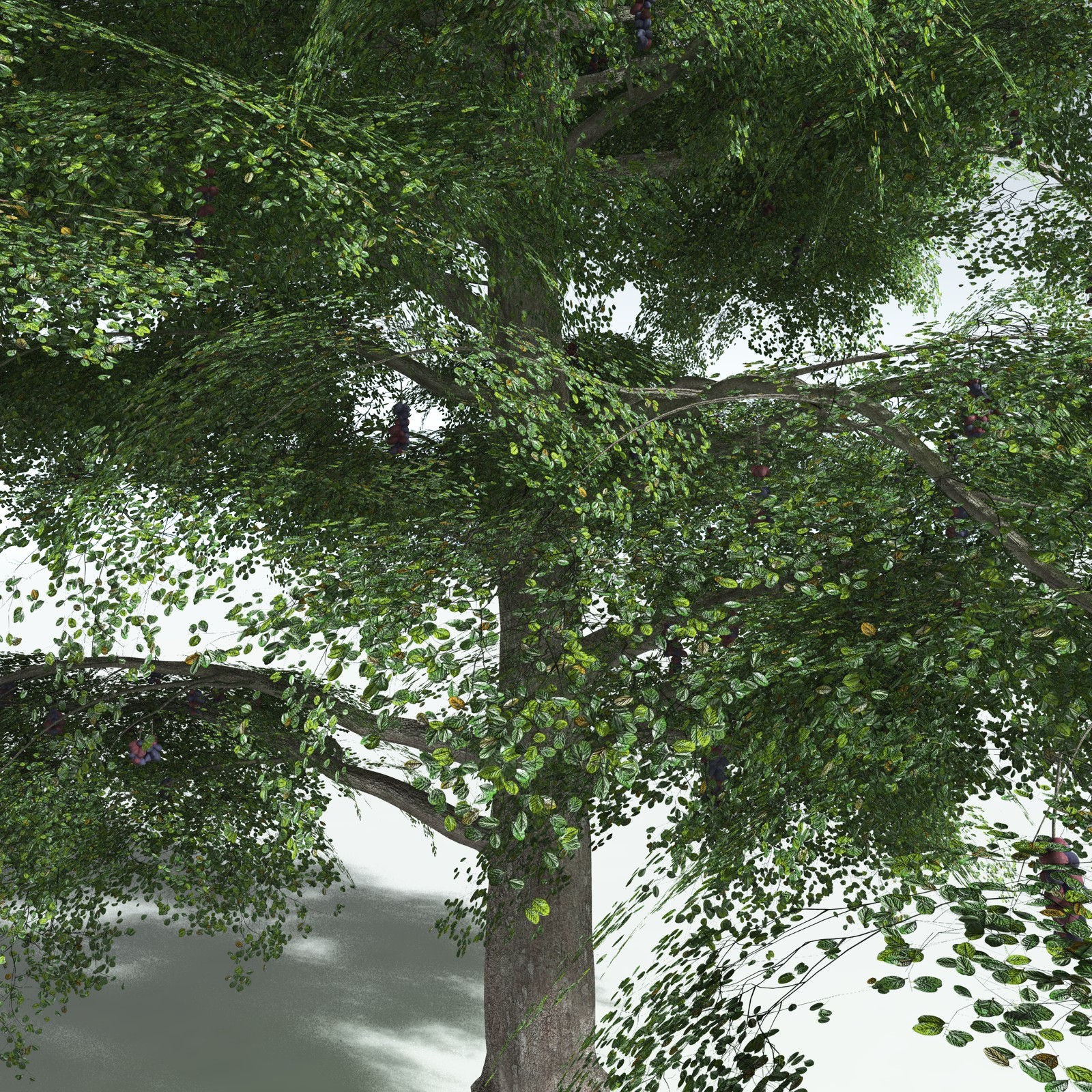 EVERYPlant Malabar Plum for Vue by N/A