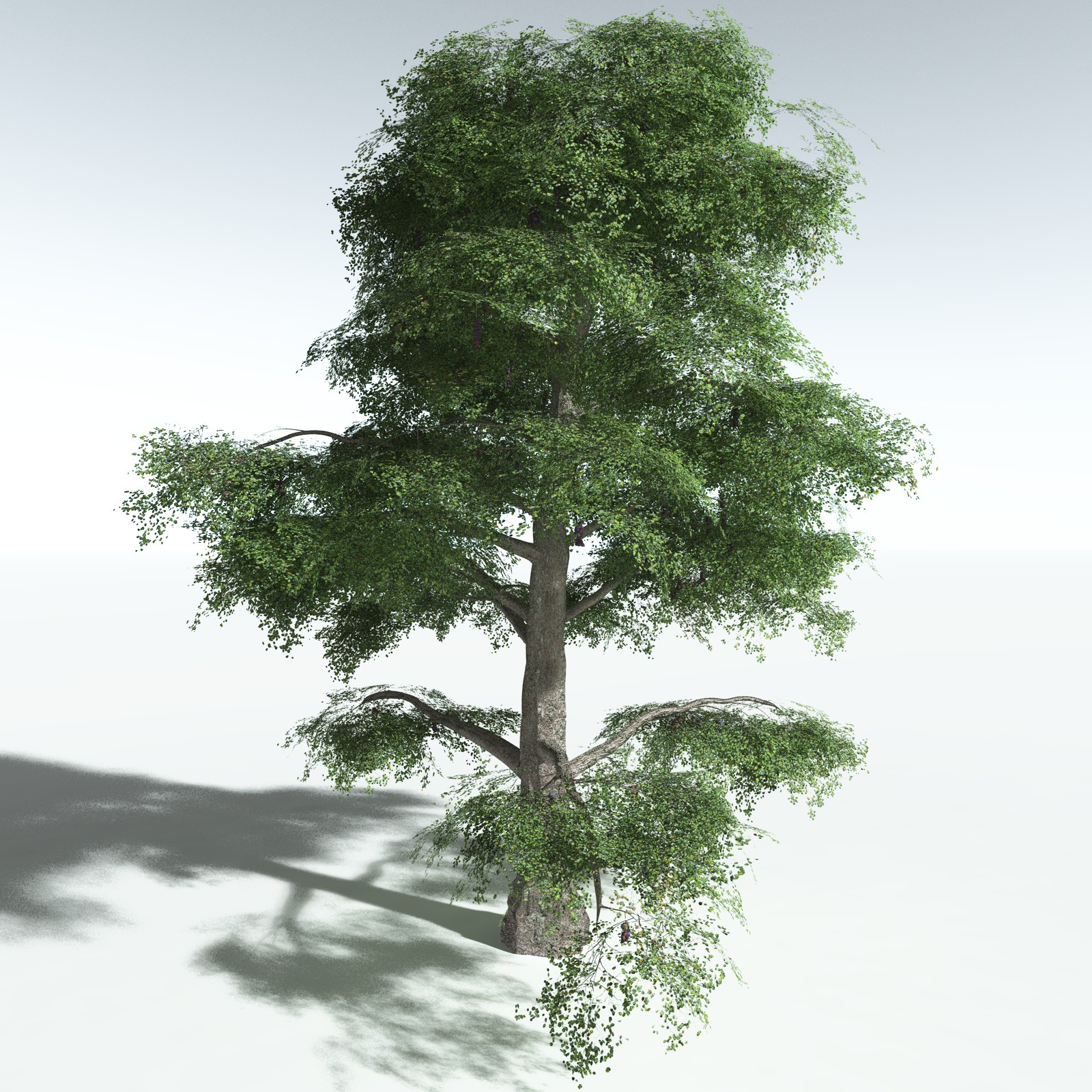 EVERYPlant Malabar Plum for Vue by N/A
