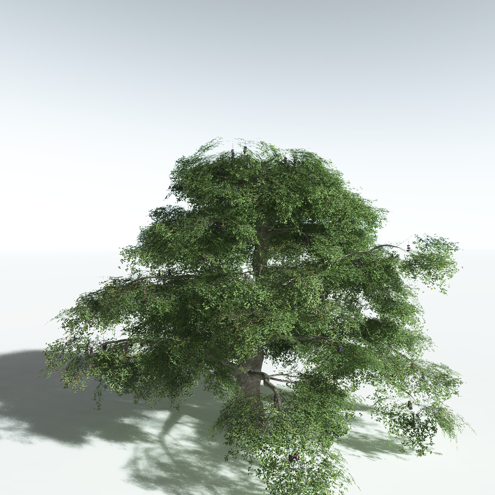 EVERYPlant Malabar Plum for Vue by N/A