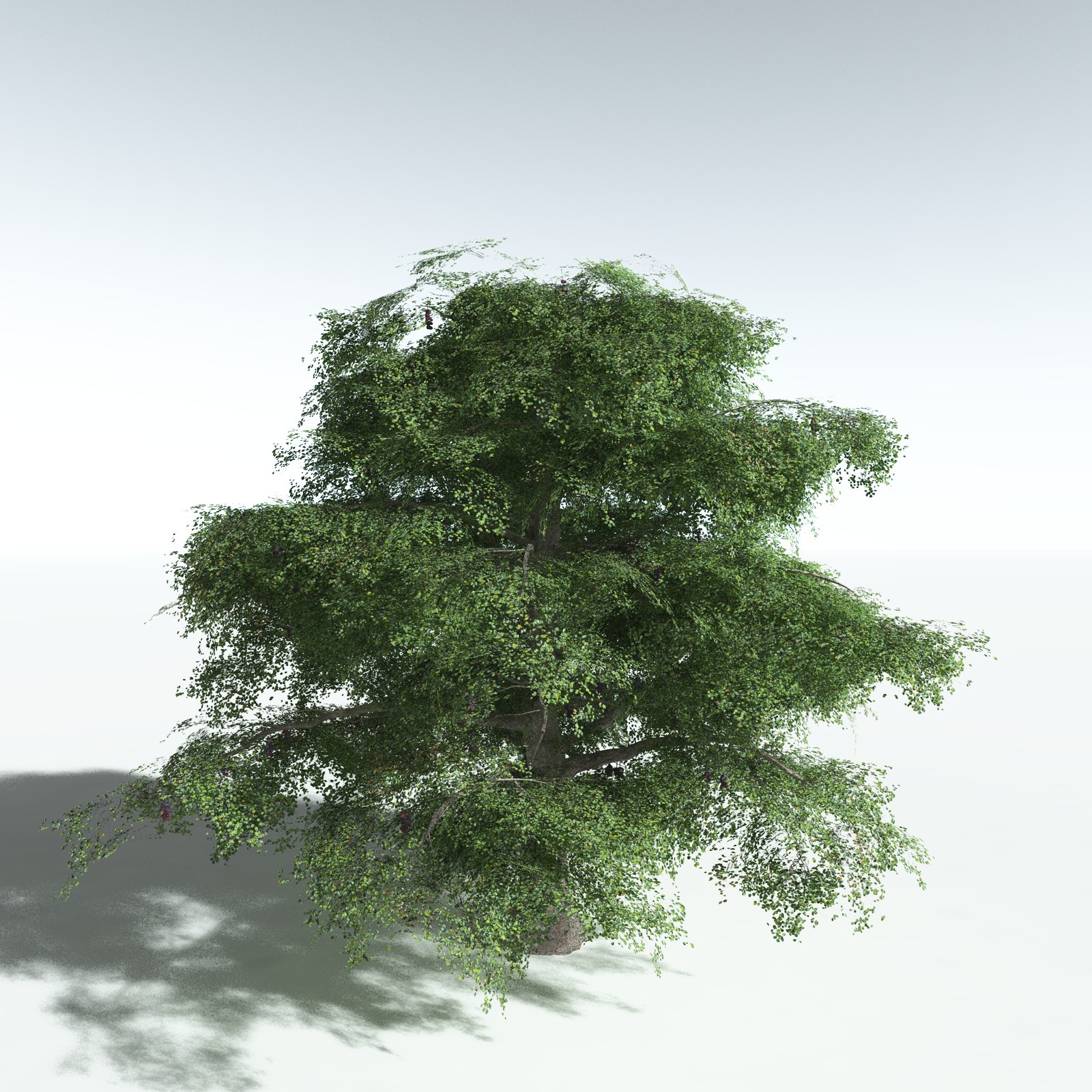 EVERYPlant Malabar Plum for Vue by N/A