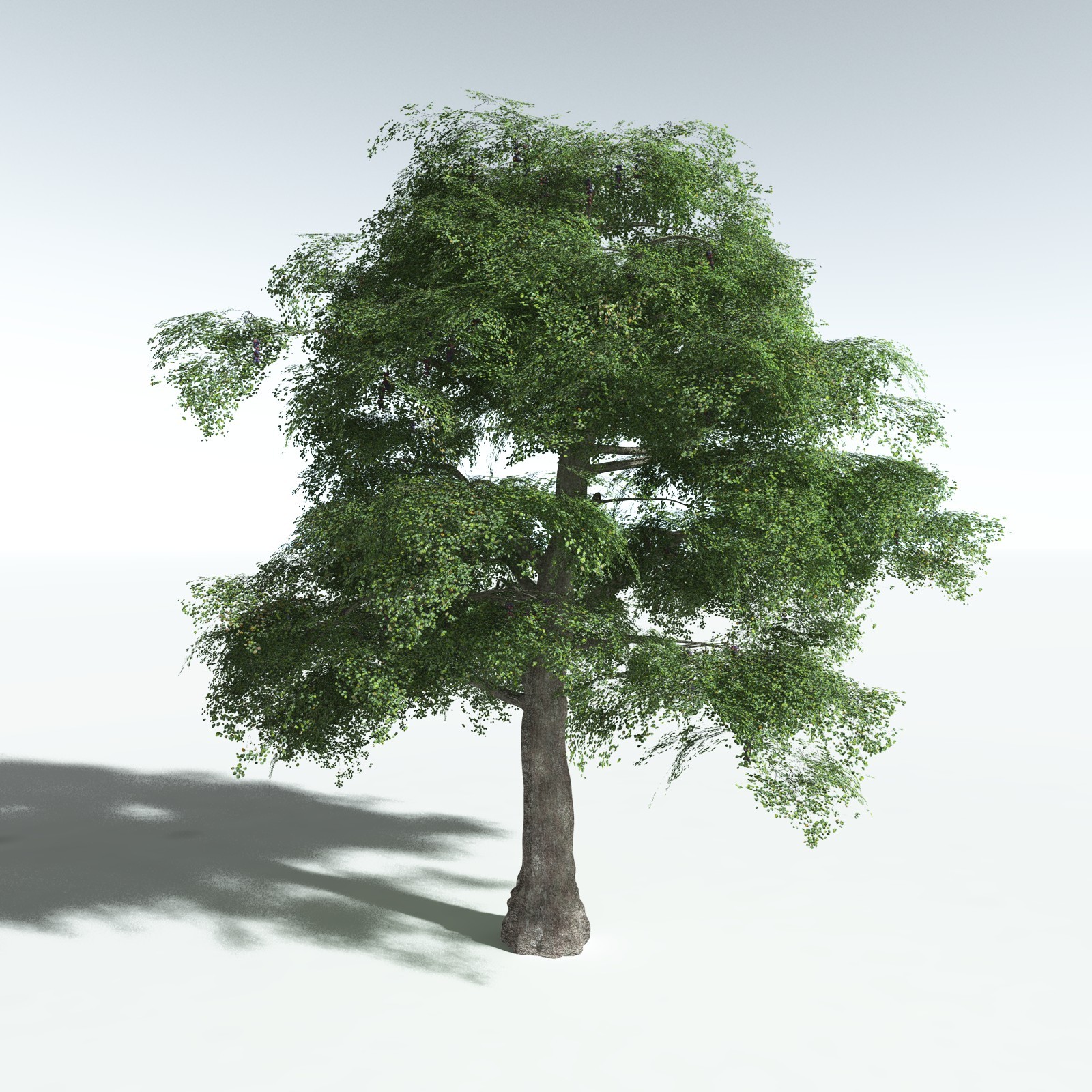 EVERYPlant Malabar Plum for Vue by N/A