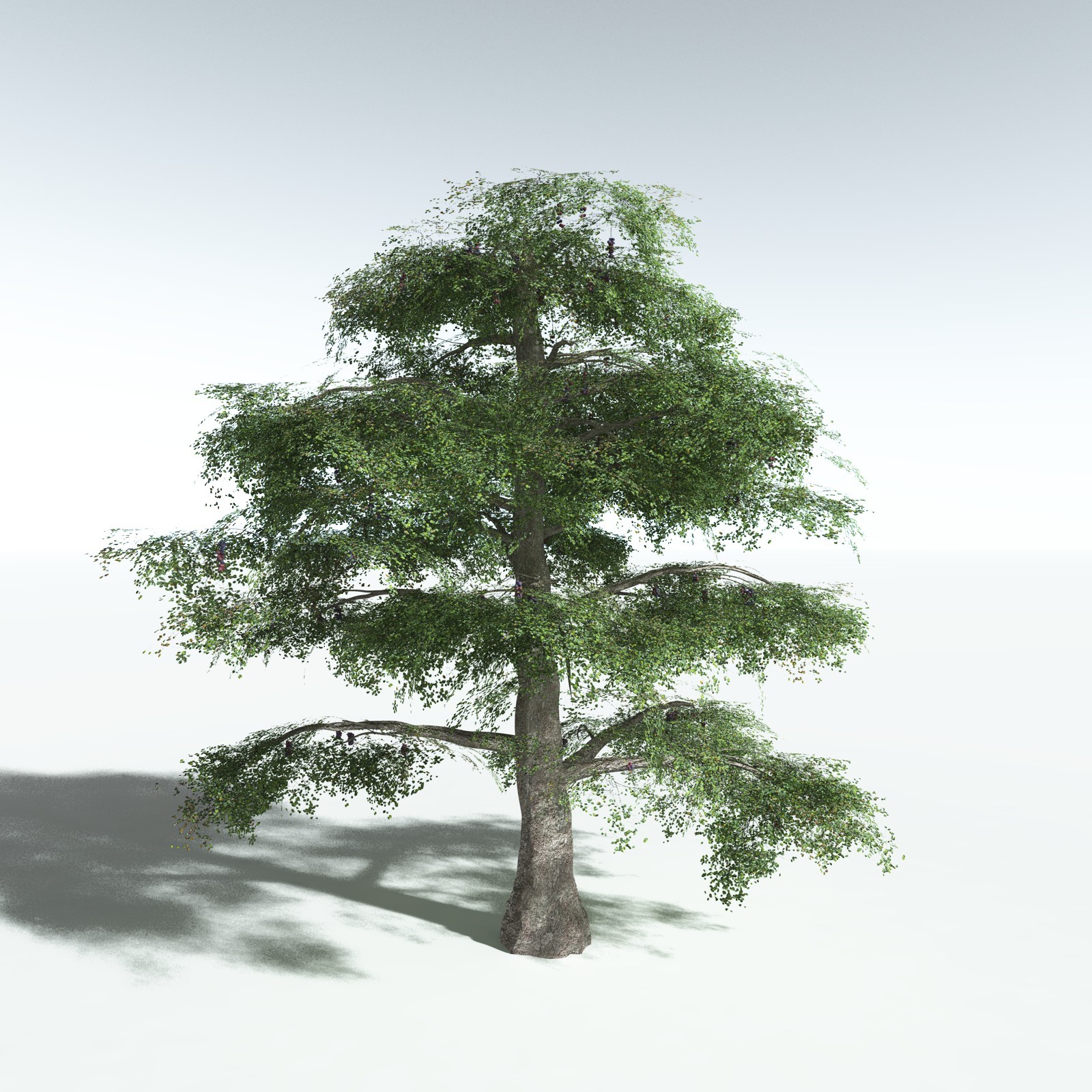 EVERYPlant Malabar Plum for Vue by N/A