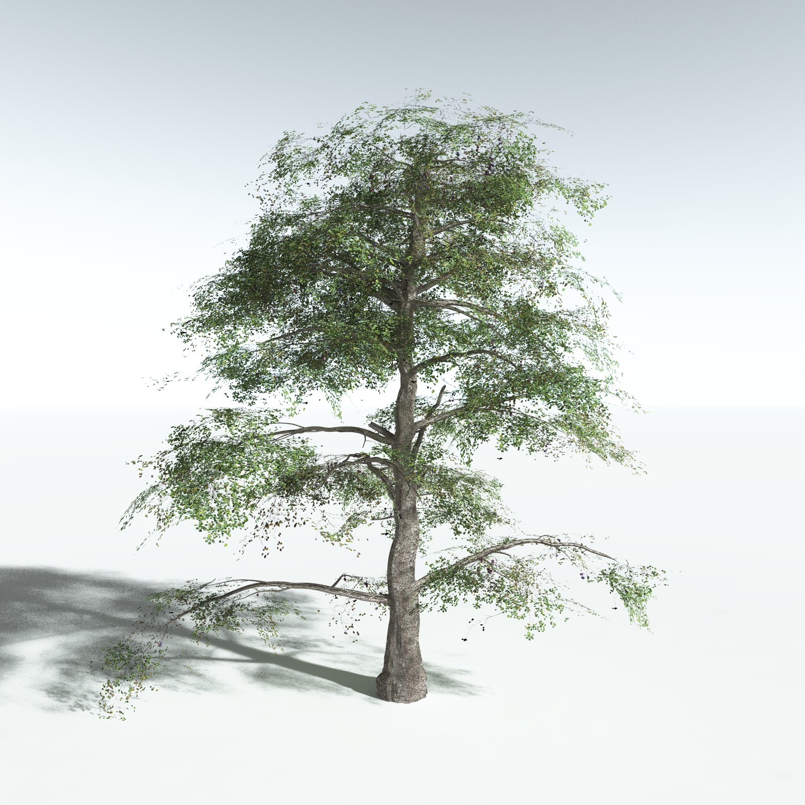 EVERYPlant Malabar Plum for Vue by N/A