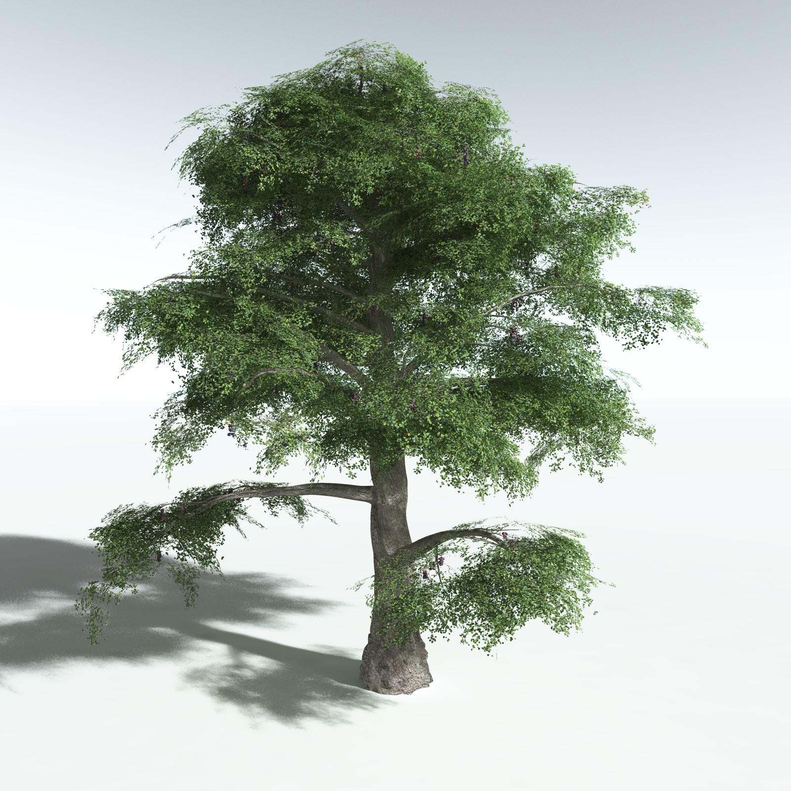 EVERYPlant Malabar Plum for Vue by N/A