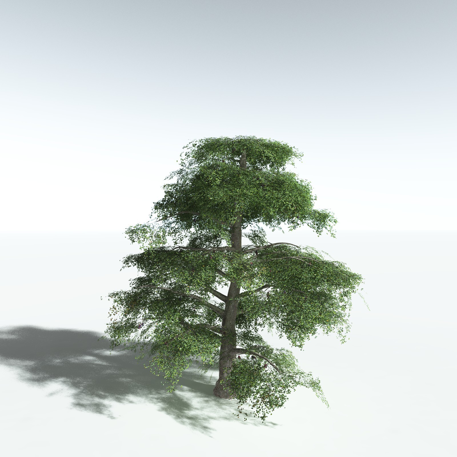 EVERYPlant Malabar Plum for Vue by N/A