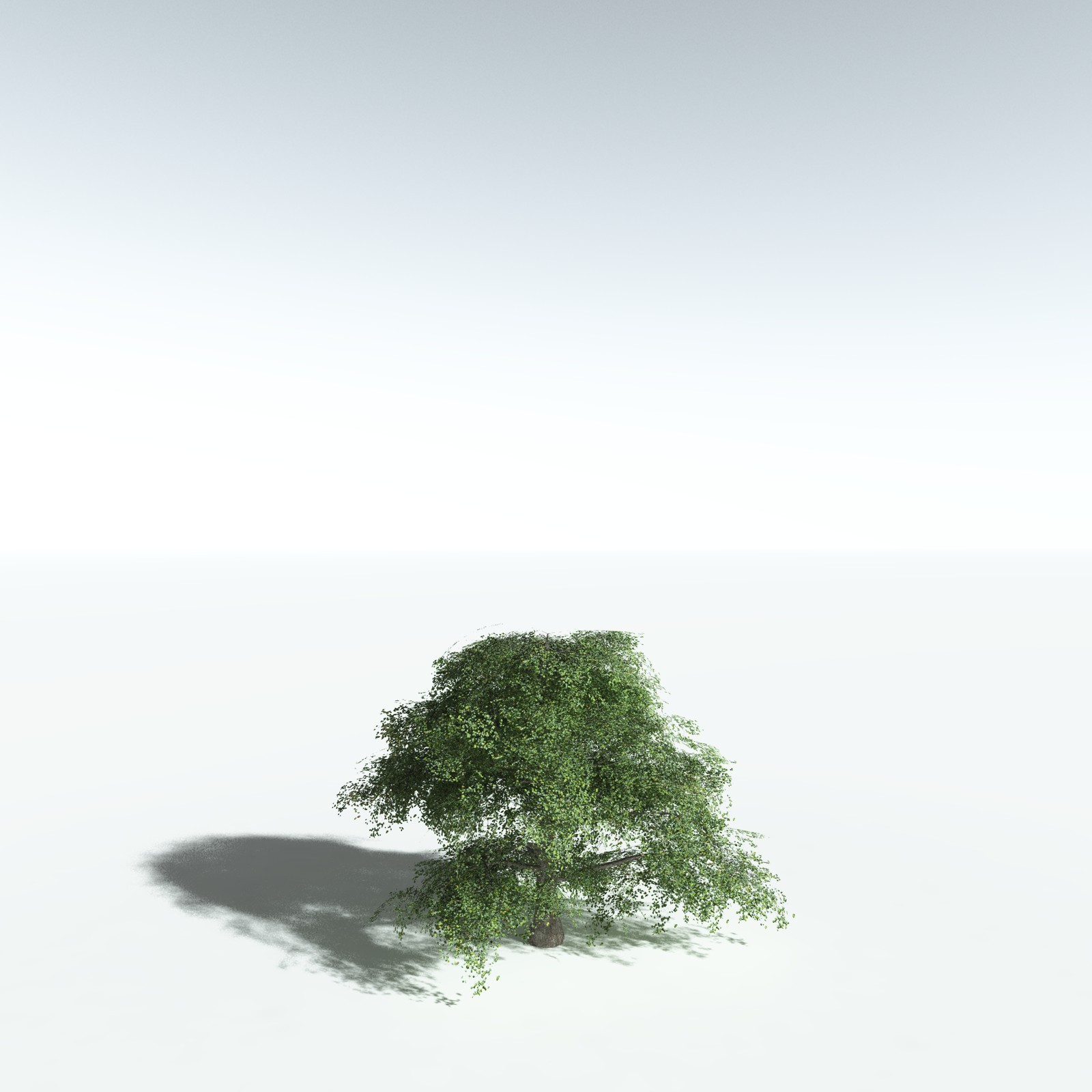EVERYPlant Malabar Plum for Vue by N/A
