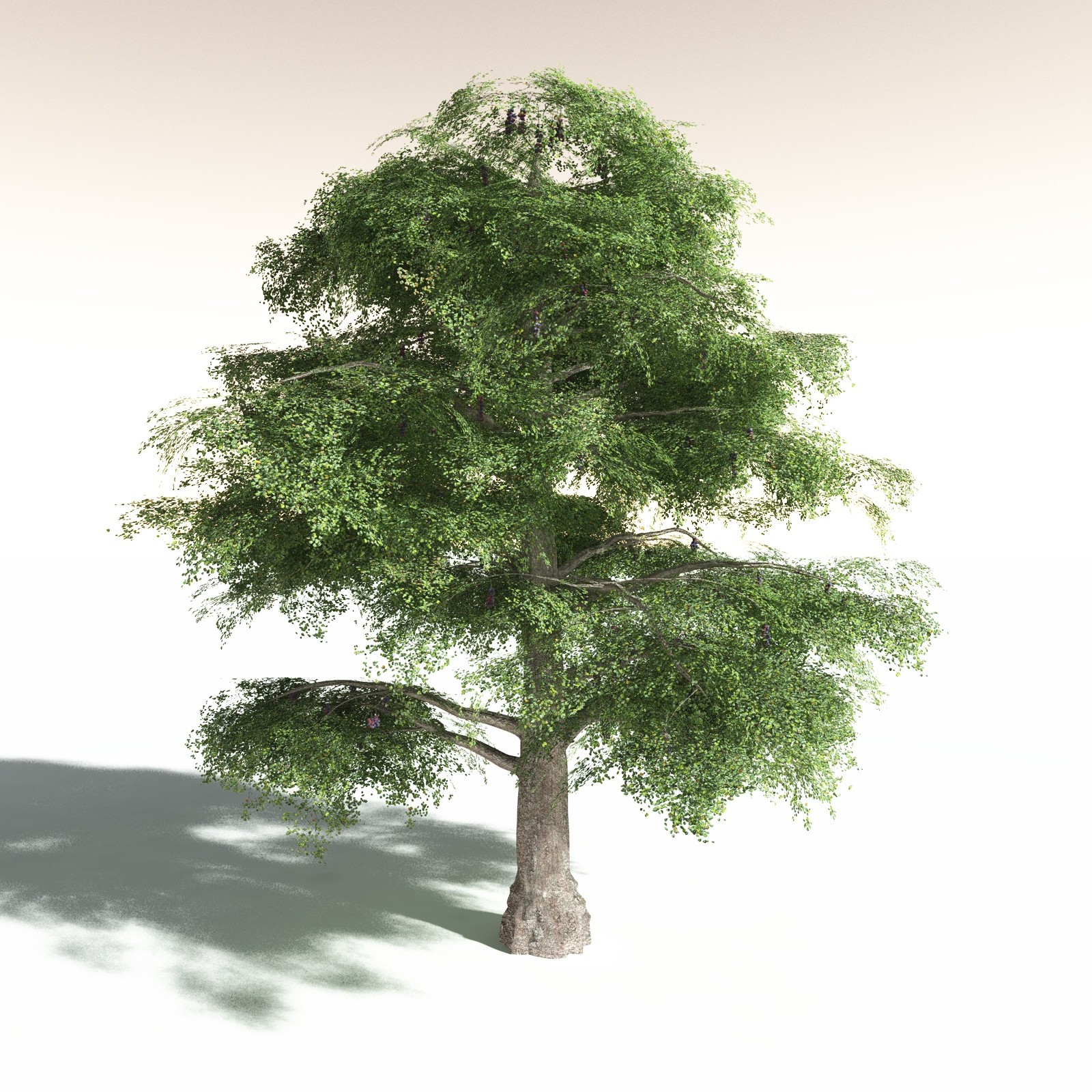 EVERYPlant Malabar Plum for Daz by N/A