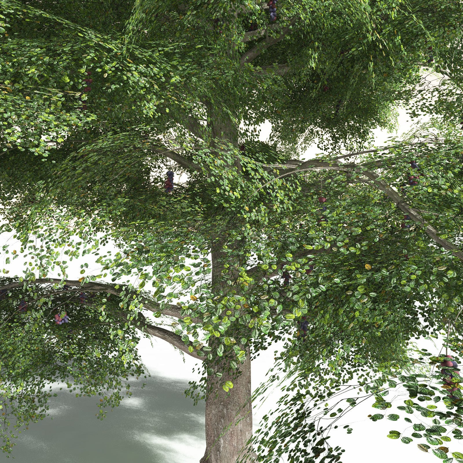 EVERYPlant Malabar Plum for Daz by N/A
