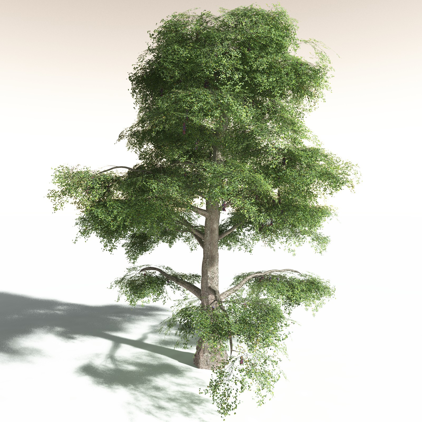 EVERYPlant Malabar Plum for Daz by N/A