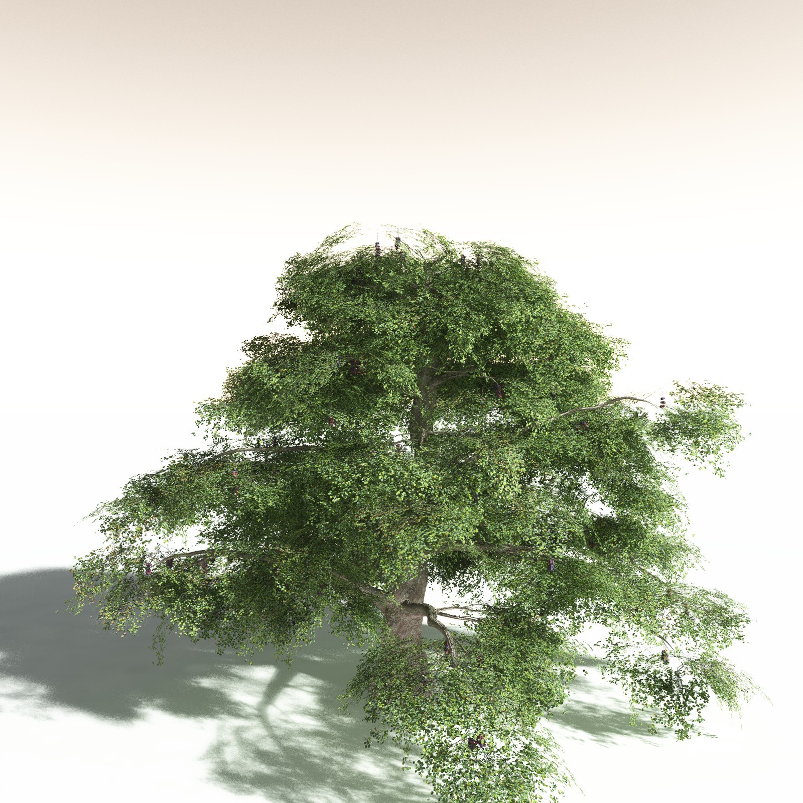 EVERYPlant Malabar Plum for Daz by N/A