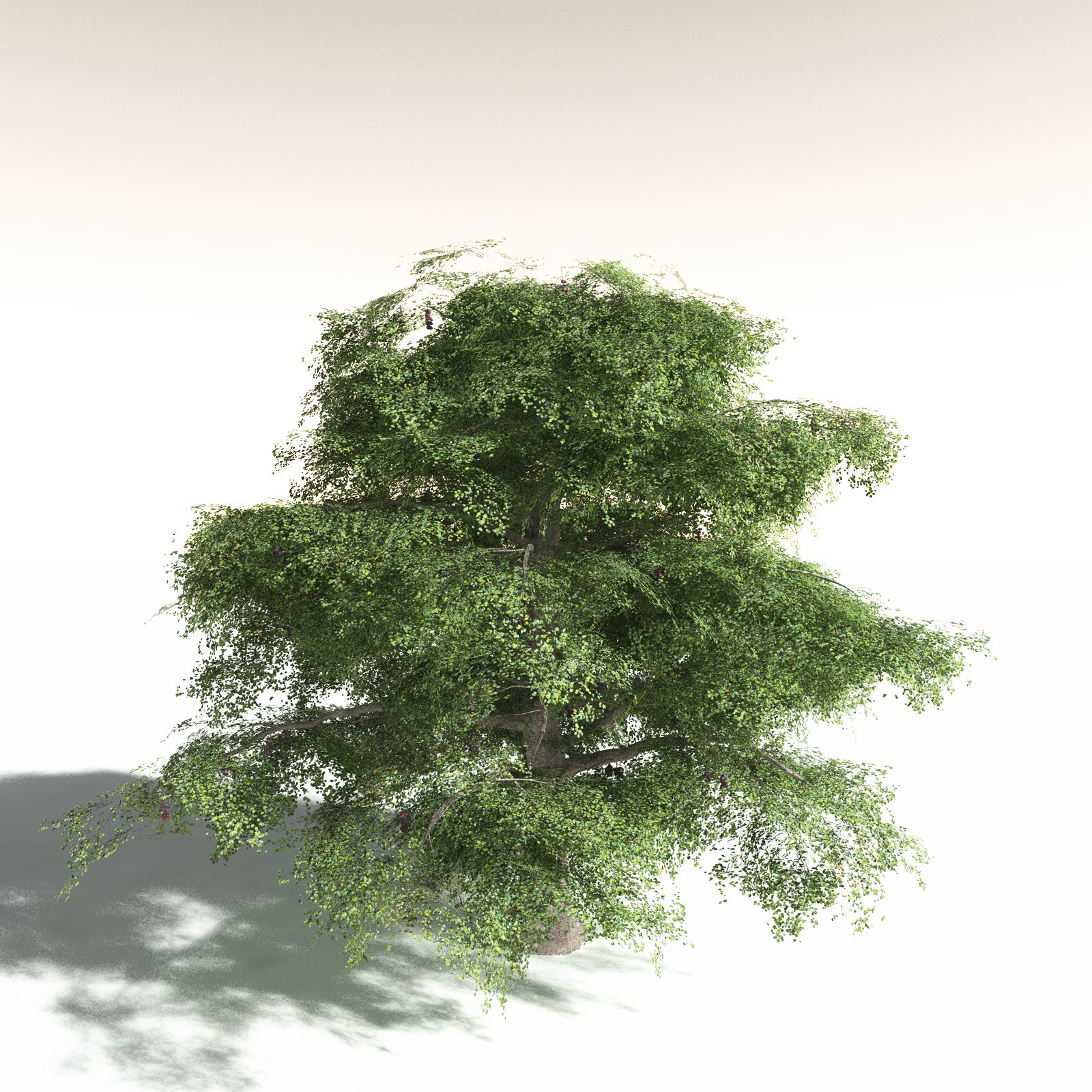 EVERYPlant Malabar Plum for Daz by N/A