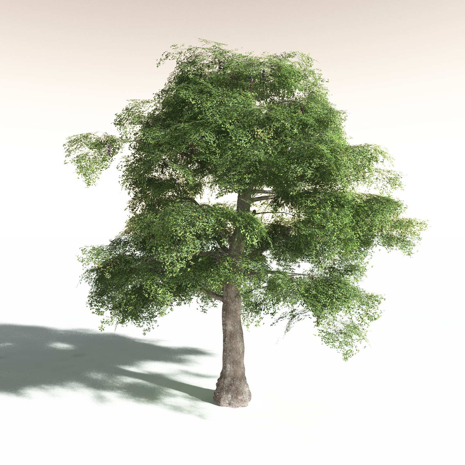 EVERYPlant Malabar Plum for Daz by N/A