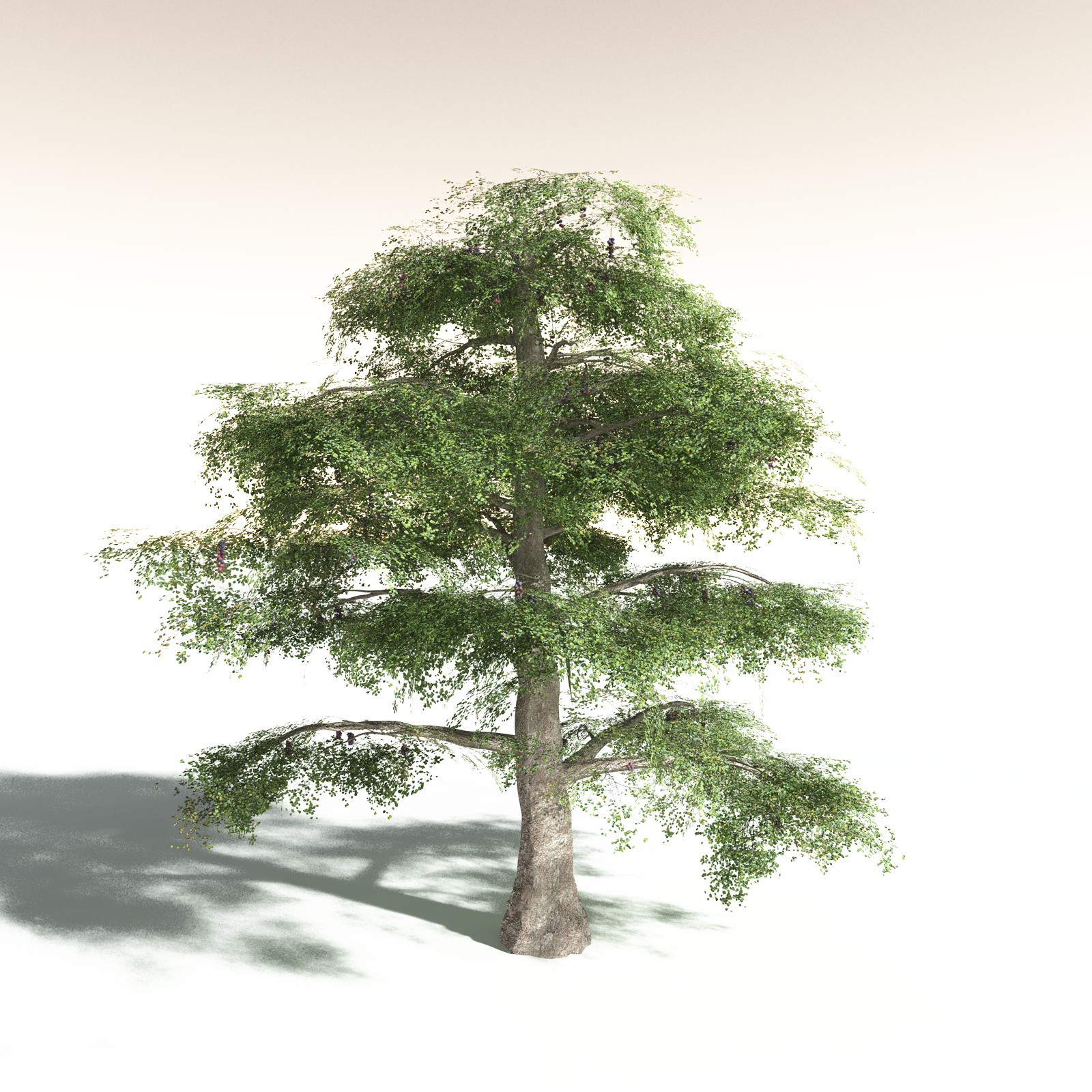 EVERYPlant Malabar Plum for Daz by N/A