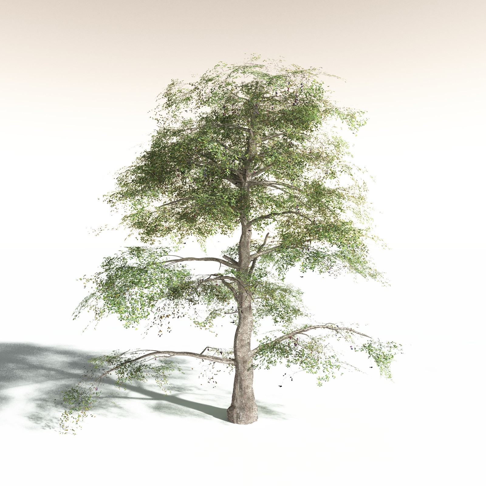 EVERYPlant Malabar Plum for Daz by N/A