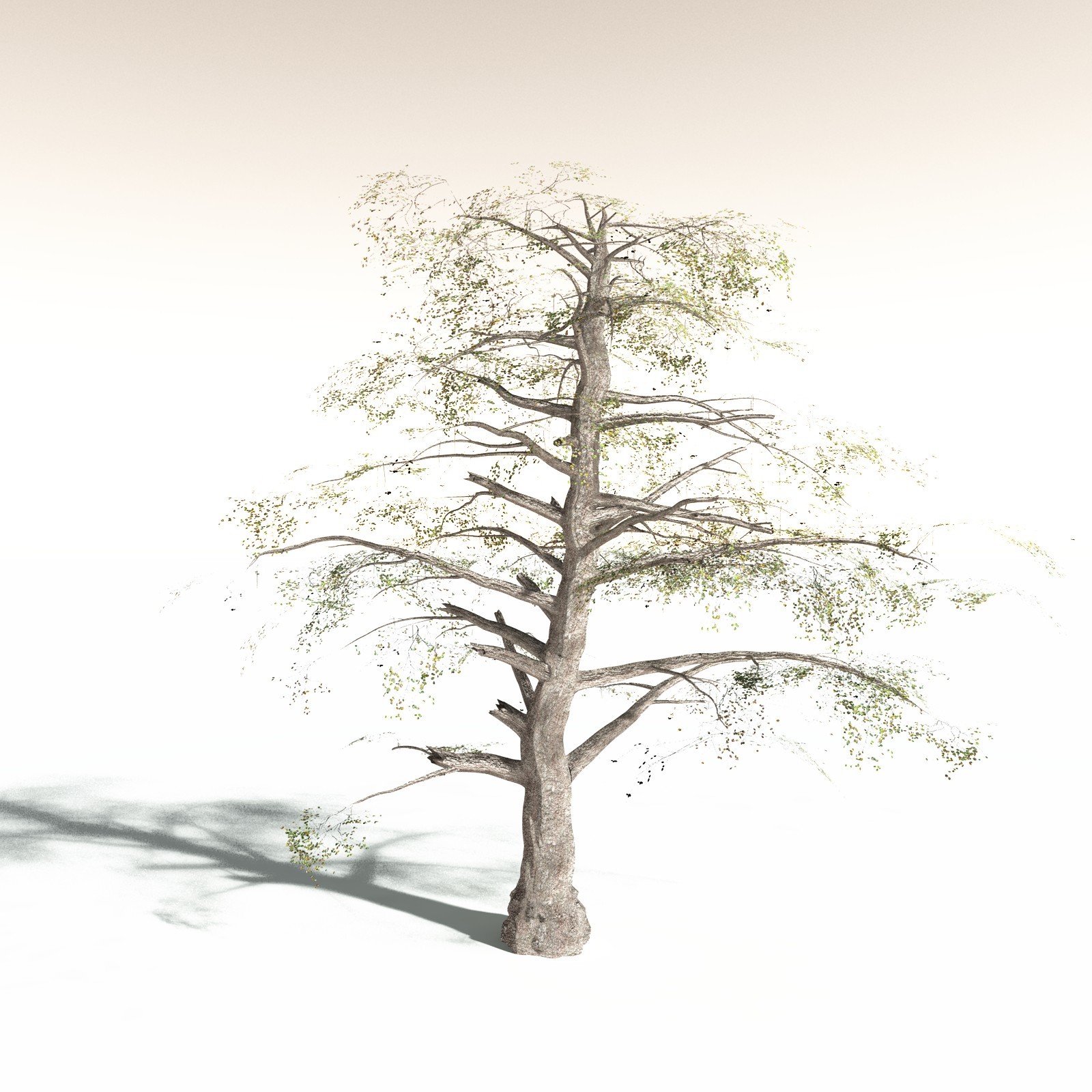 EVERYPlant Malabar Plum for Daz by N/A