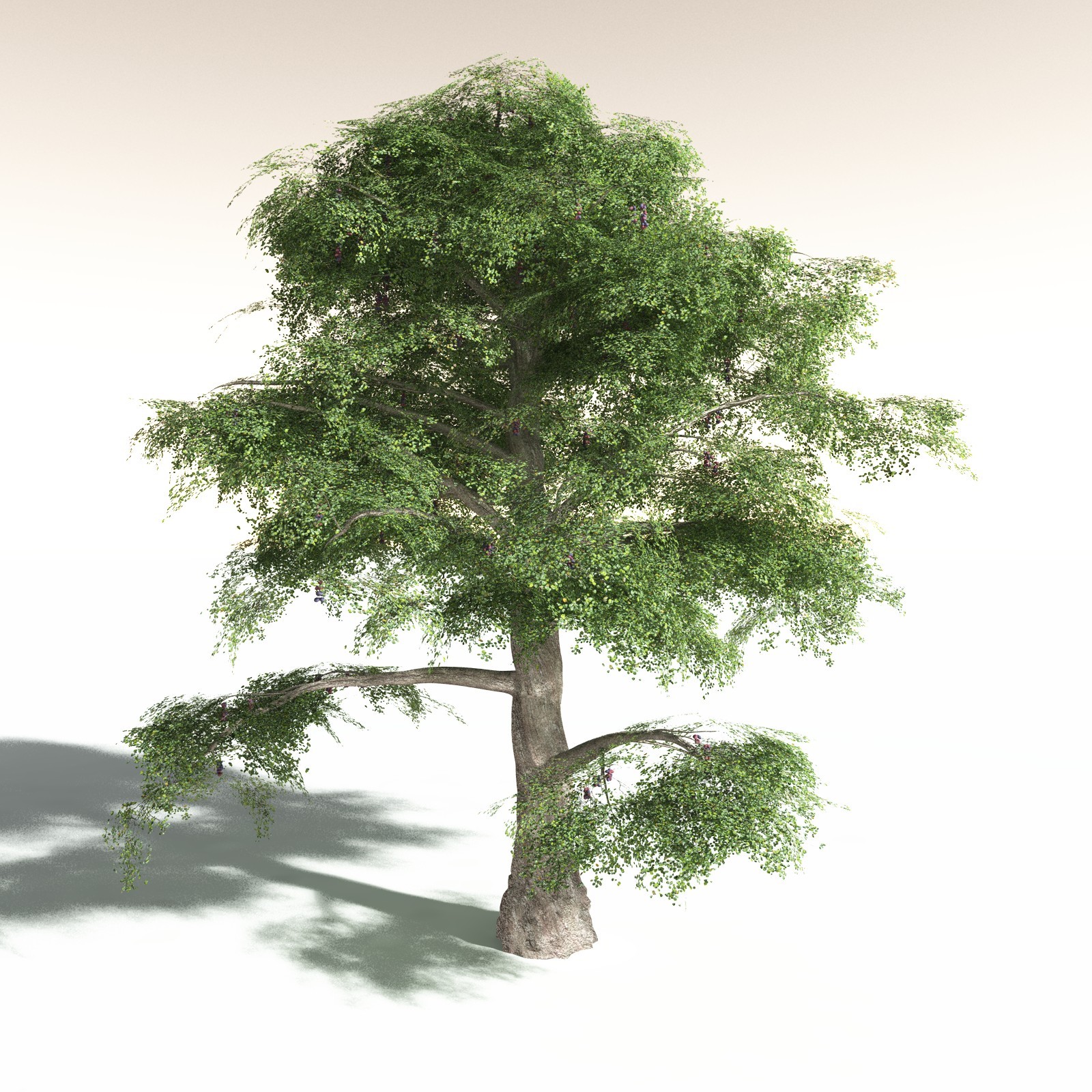 EVERYPlant Malabar Plum for Daz by N/A