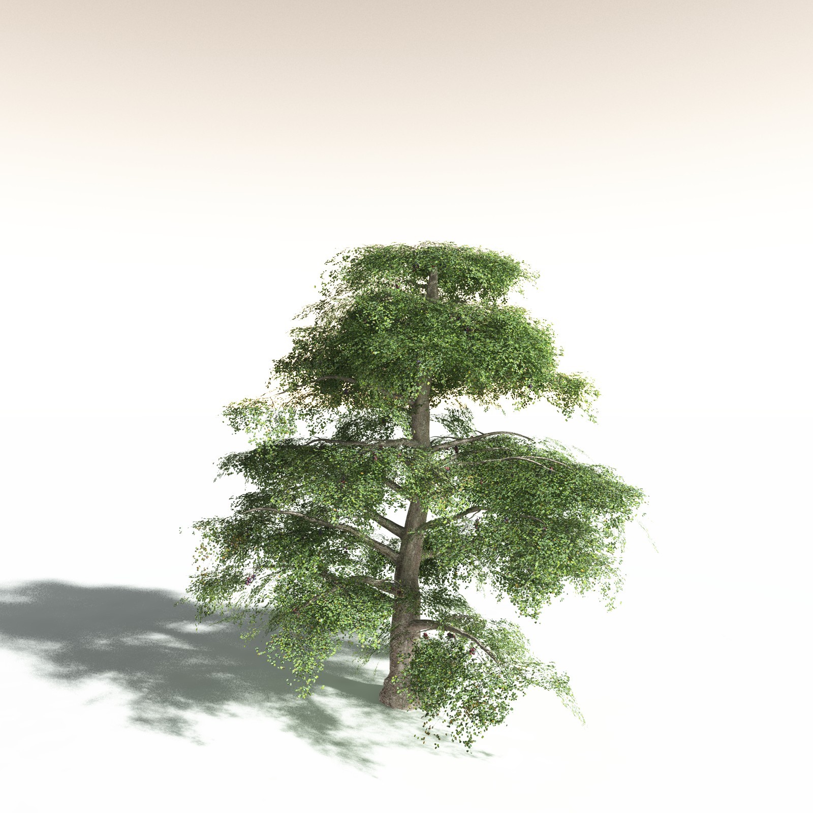 EVERYPlant Malabar Plum for Daz by N/A