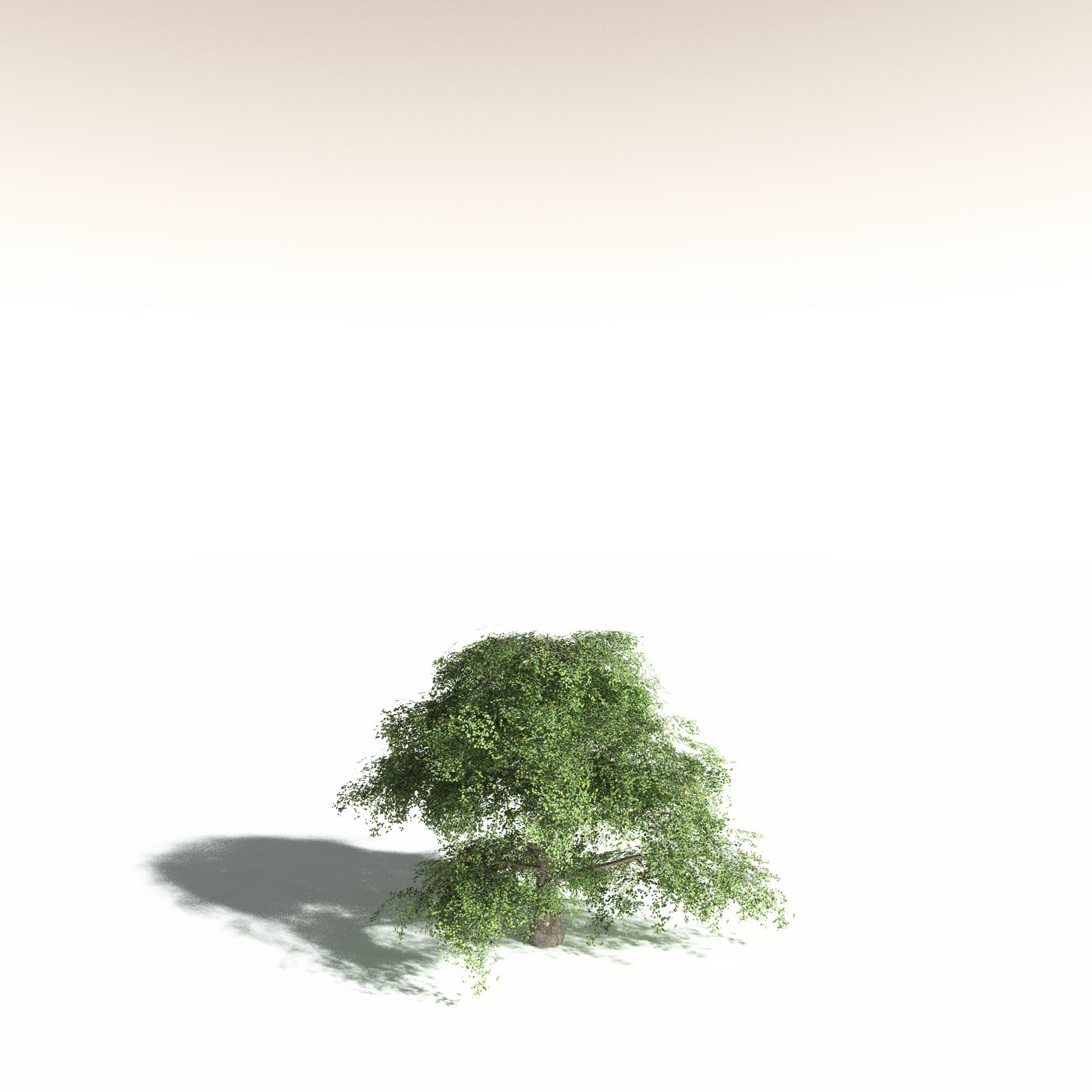 EVERYPlant Malabar Plum for Daz by N/A