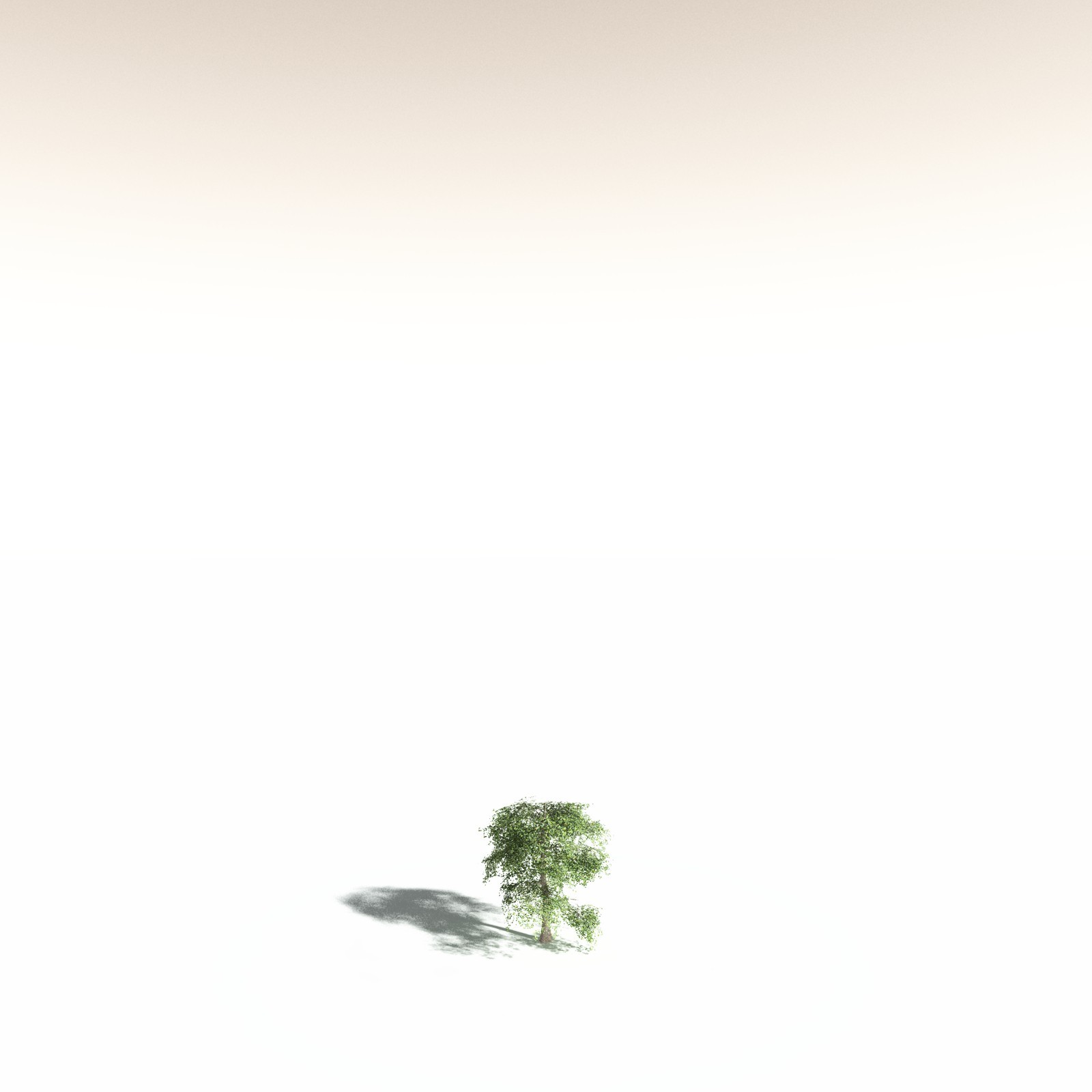 EVERYPlant Malabar Plum for Daz by N/A