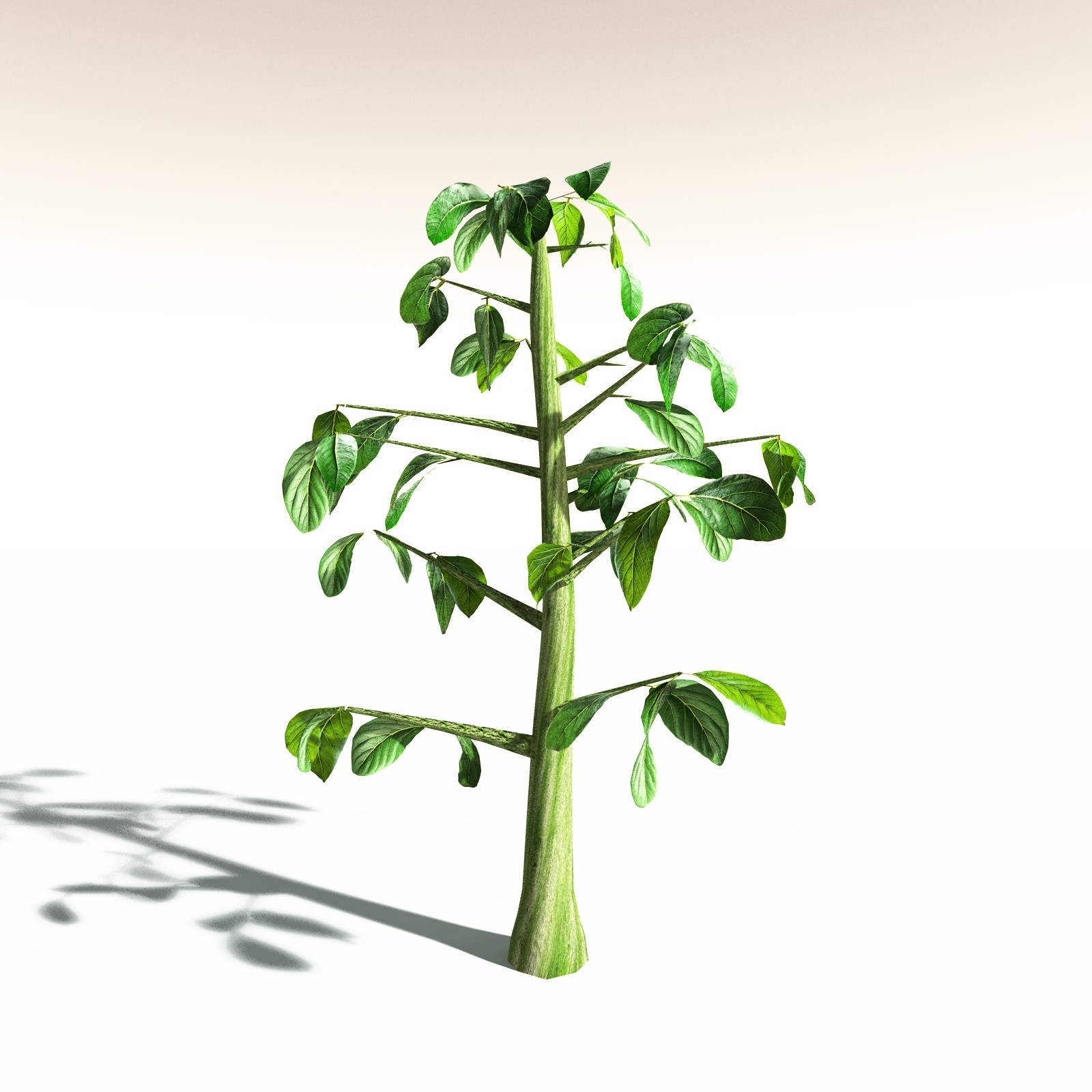 EVERYPlant Malabar Plum for Daz by N/A