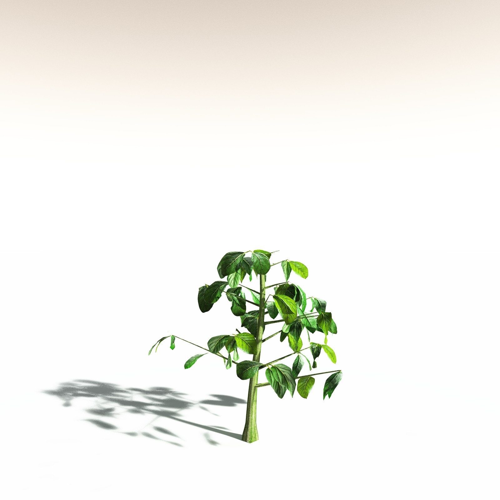 EVERYPlant Malabar Plum for Daz by N/A