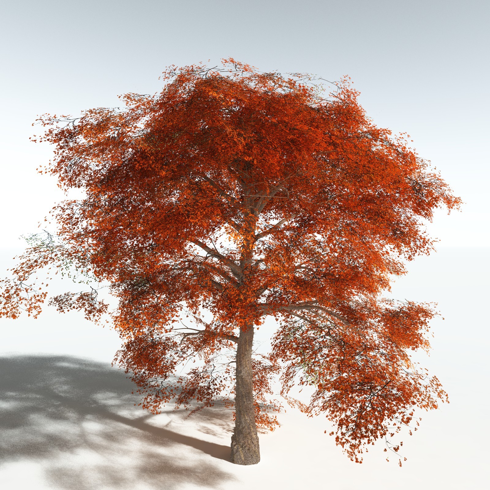 EVERYPlant Cotton Tree for Vue by N/A